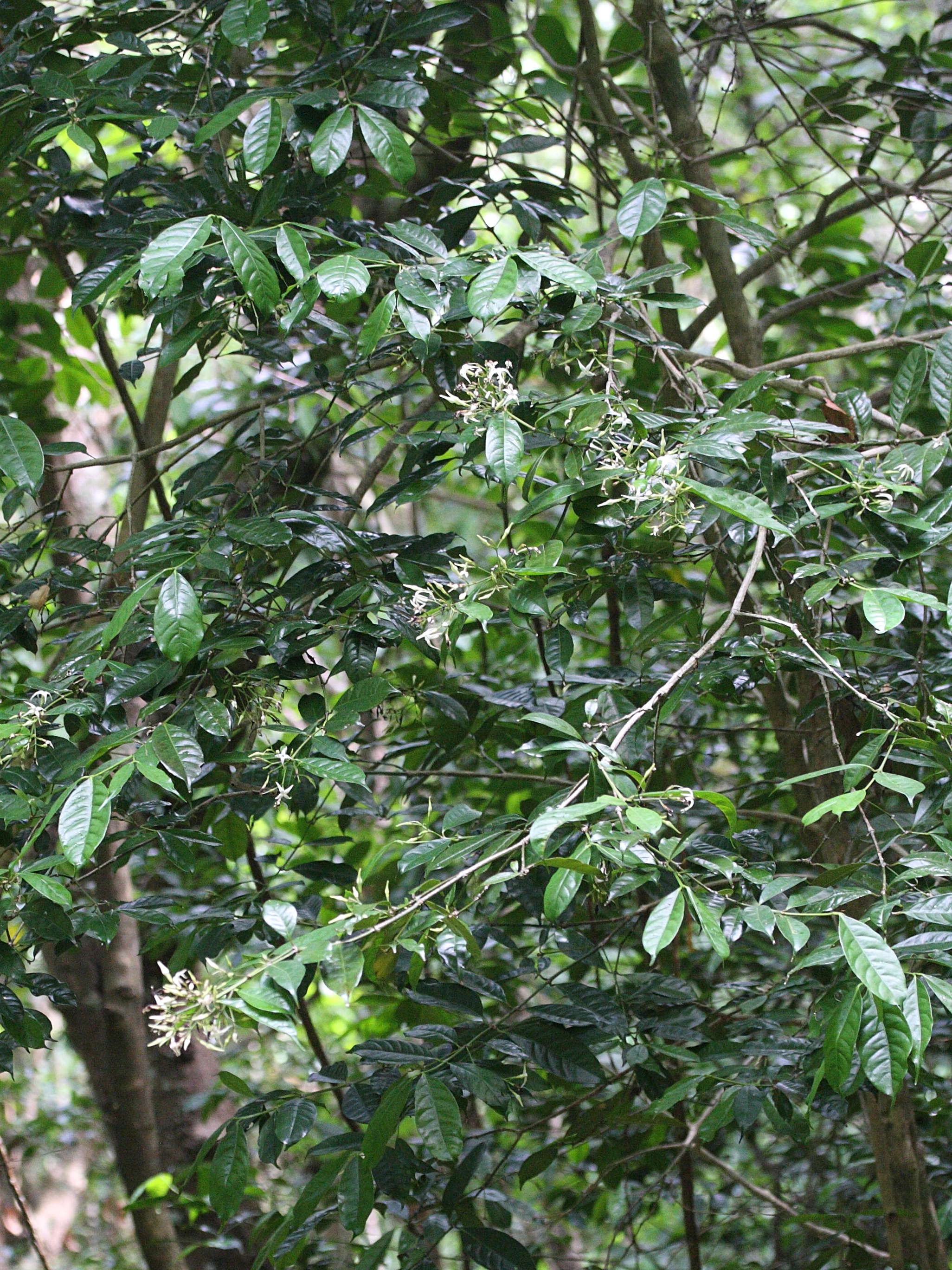 faramea_occidentalis1md