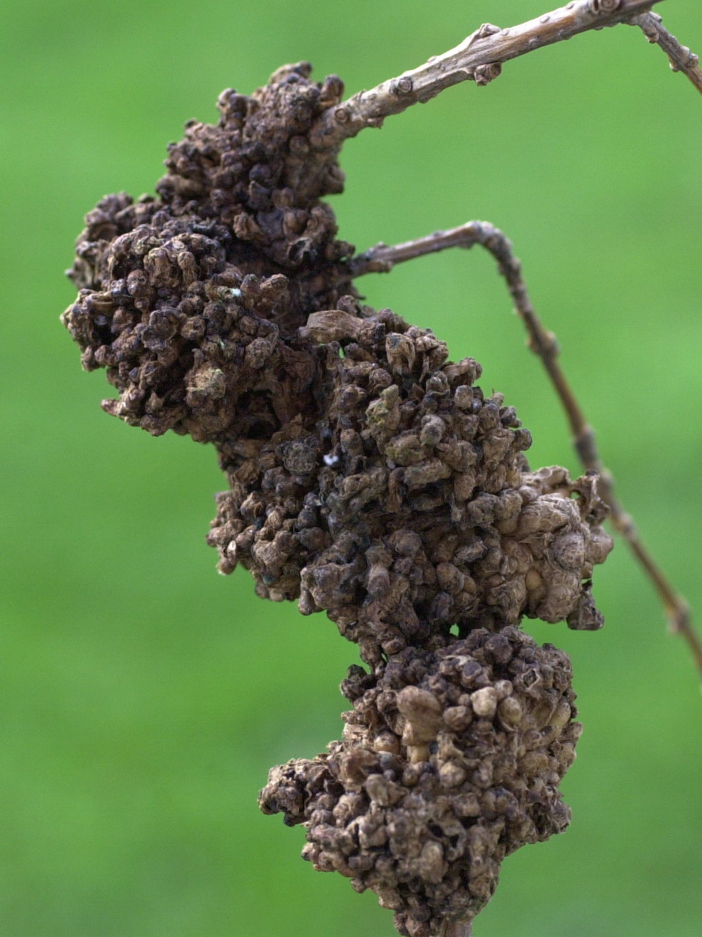 forsythia_viridissima4md