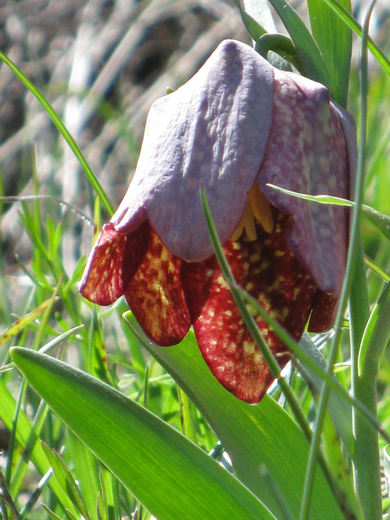 fritillaria_tubiformis5mv