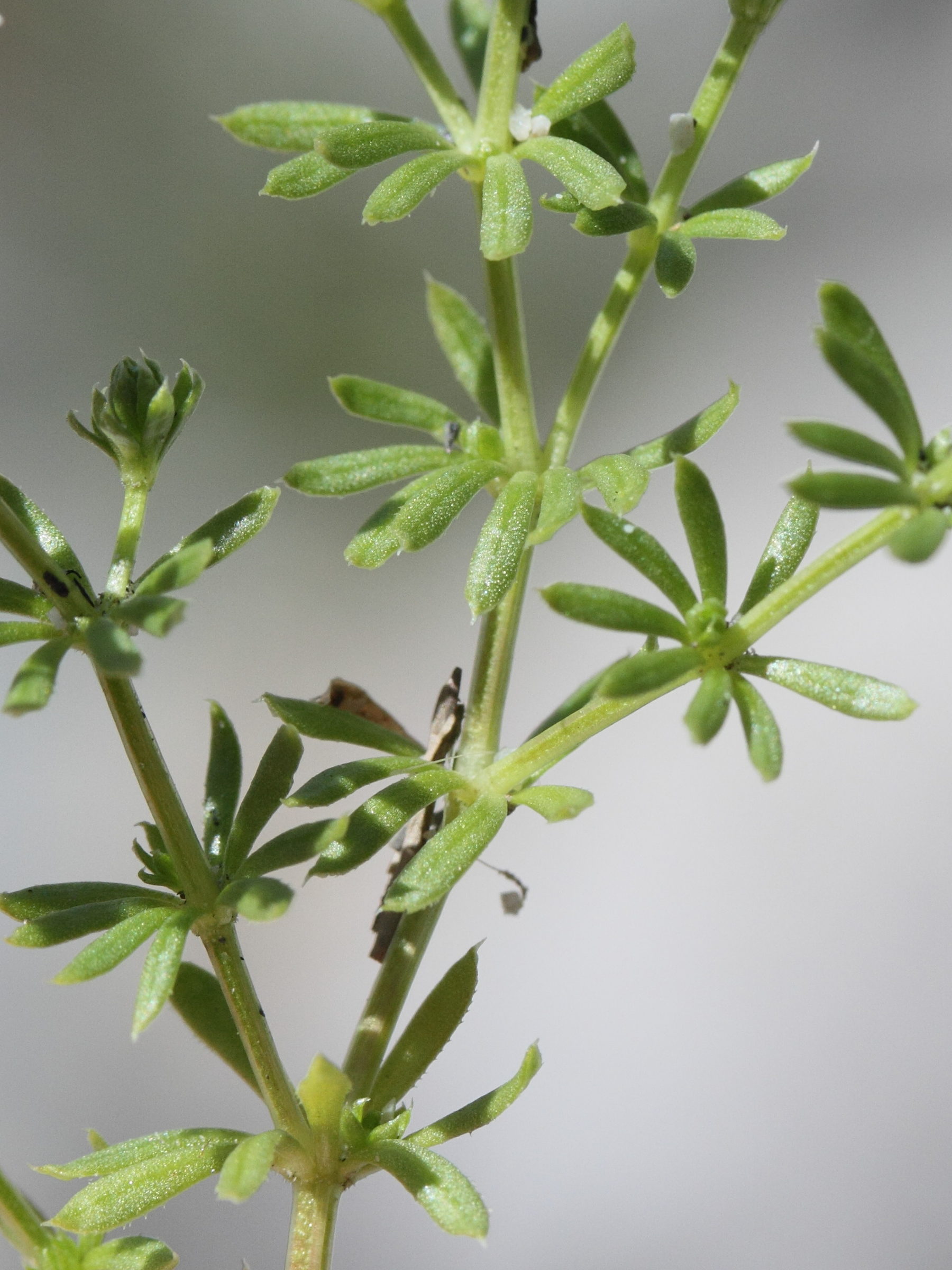 Afficher le média galium_pumilum2md galium_pumilum2md