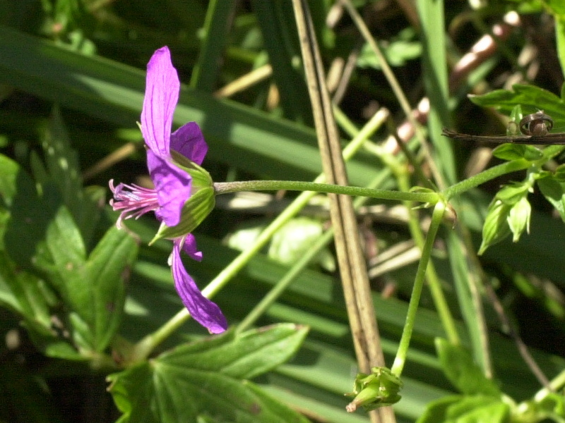 geranium_palustre3md