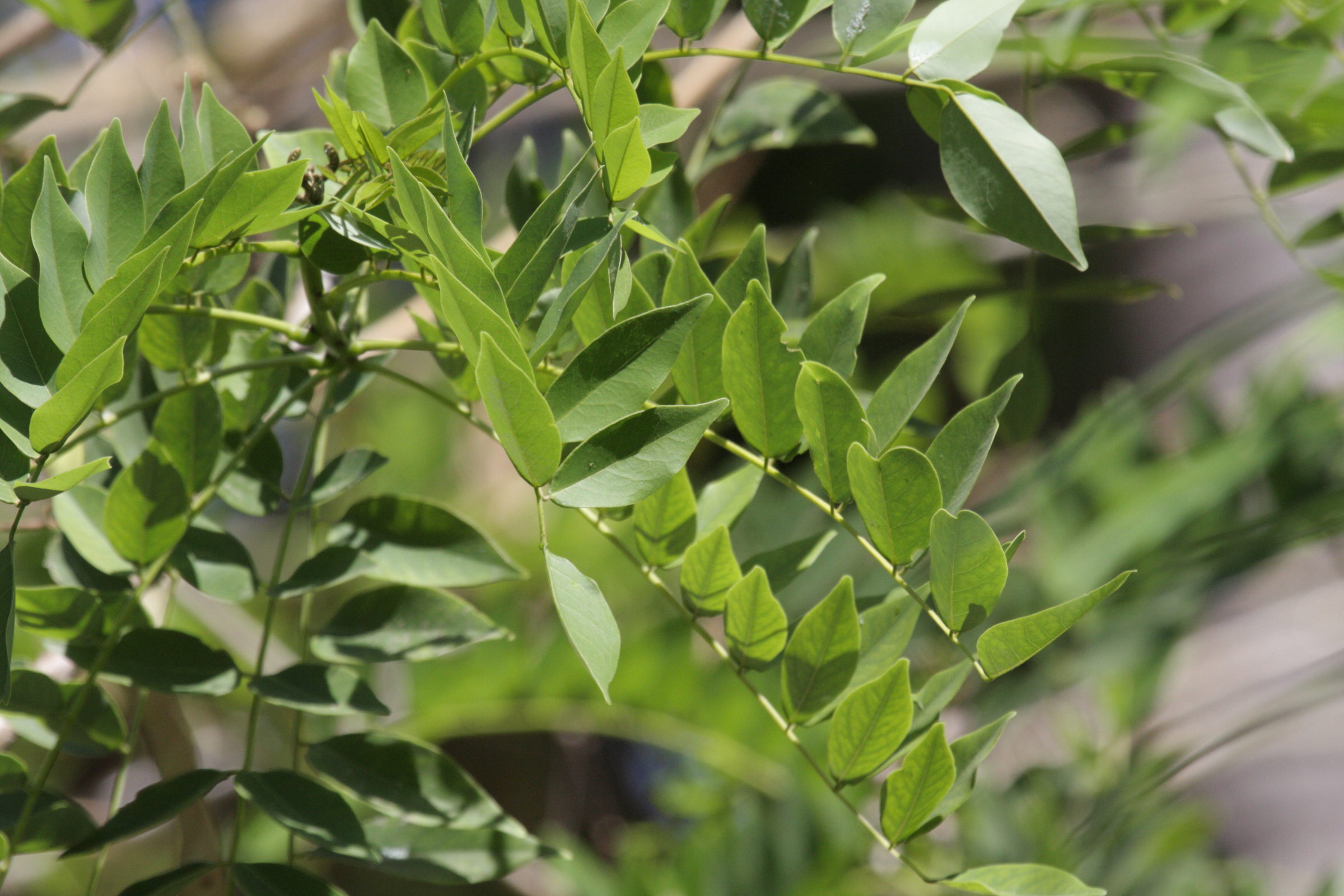 gliricidia_sepium1bd