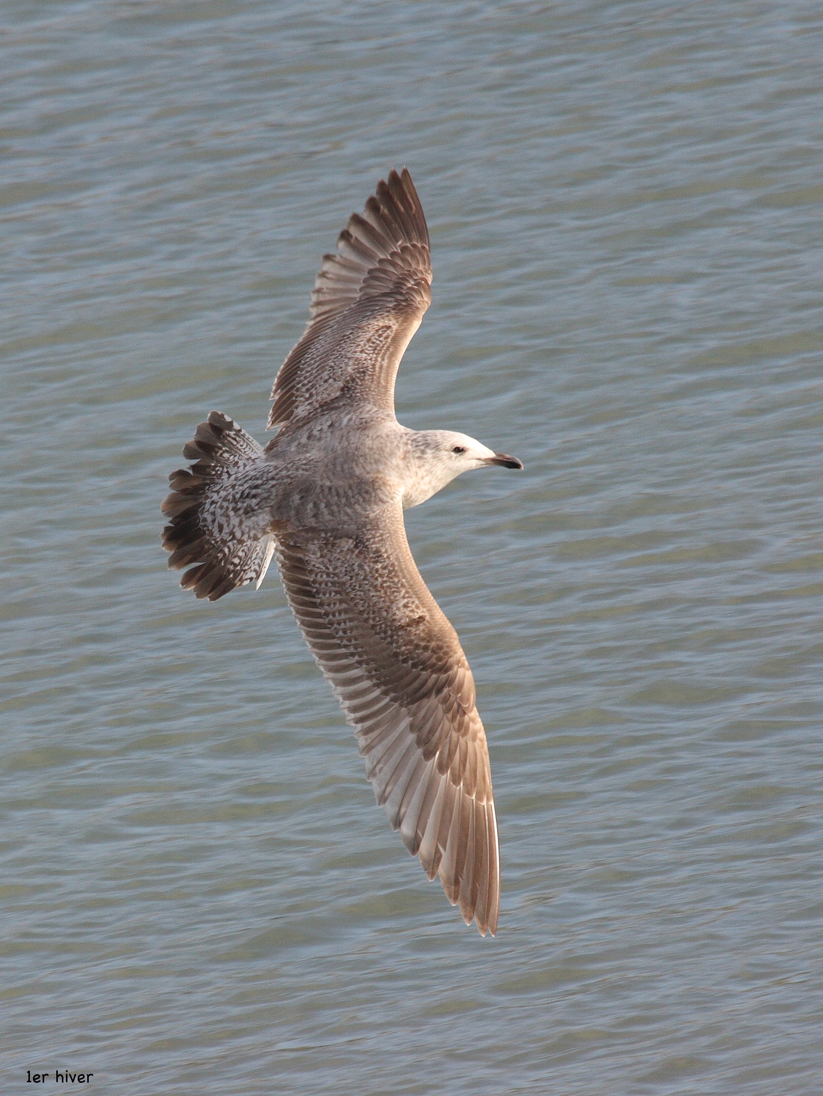 goeland_argente_-_larus_argentatus7bd