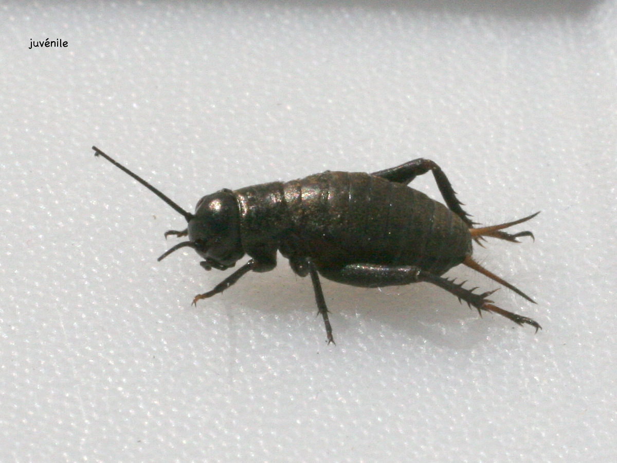 gryllus_campestris2md