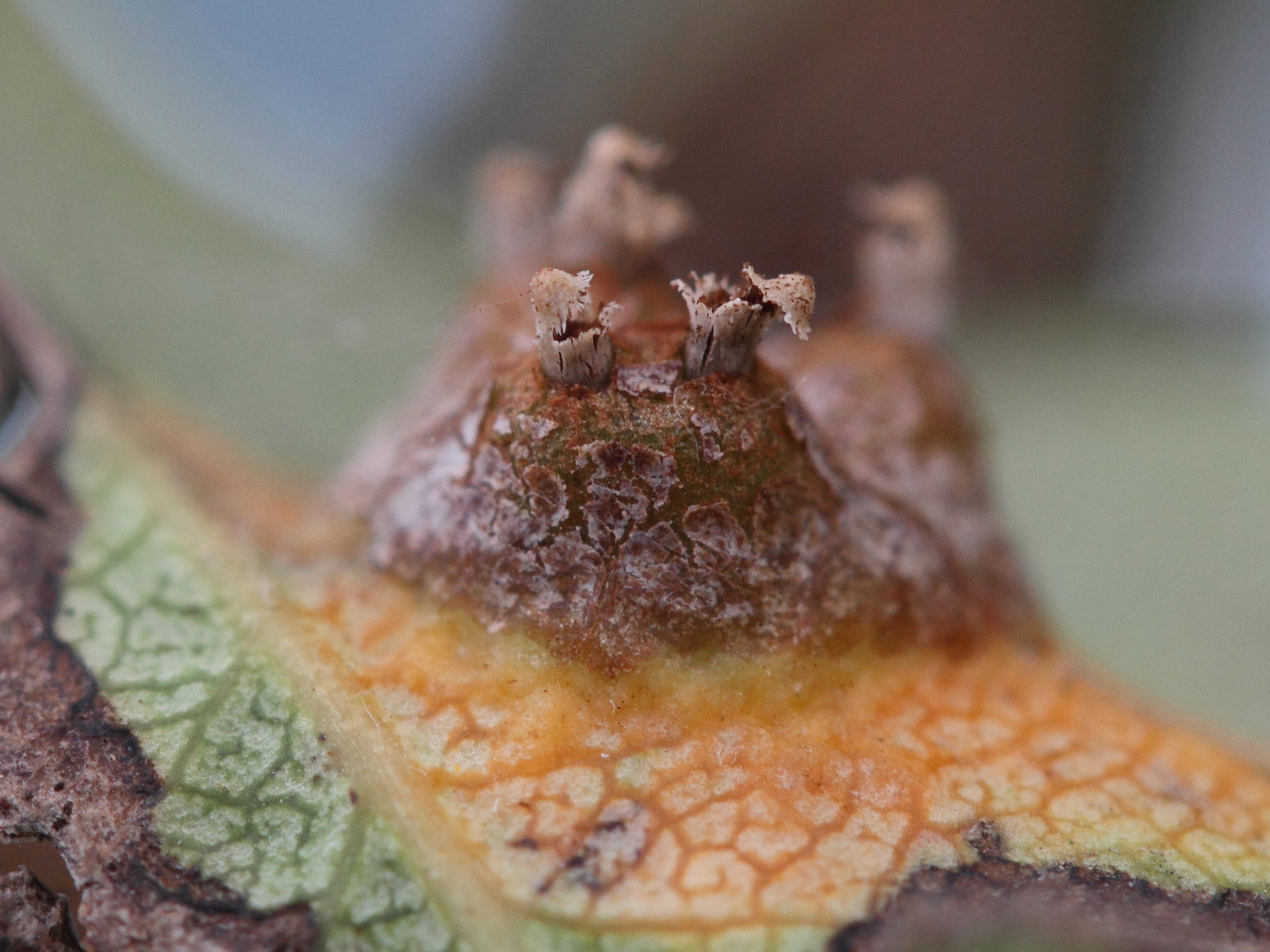 Afficher le média gymnosporangium_sabinae_galle3md gymnosporangium_sabinae_galle3md