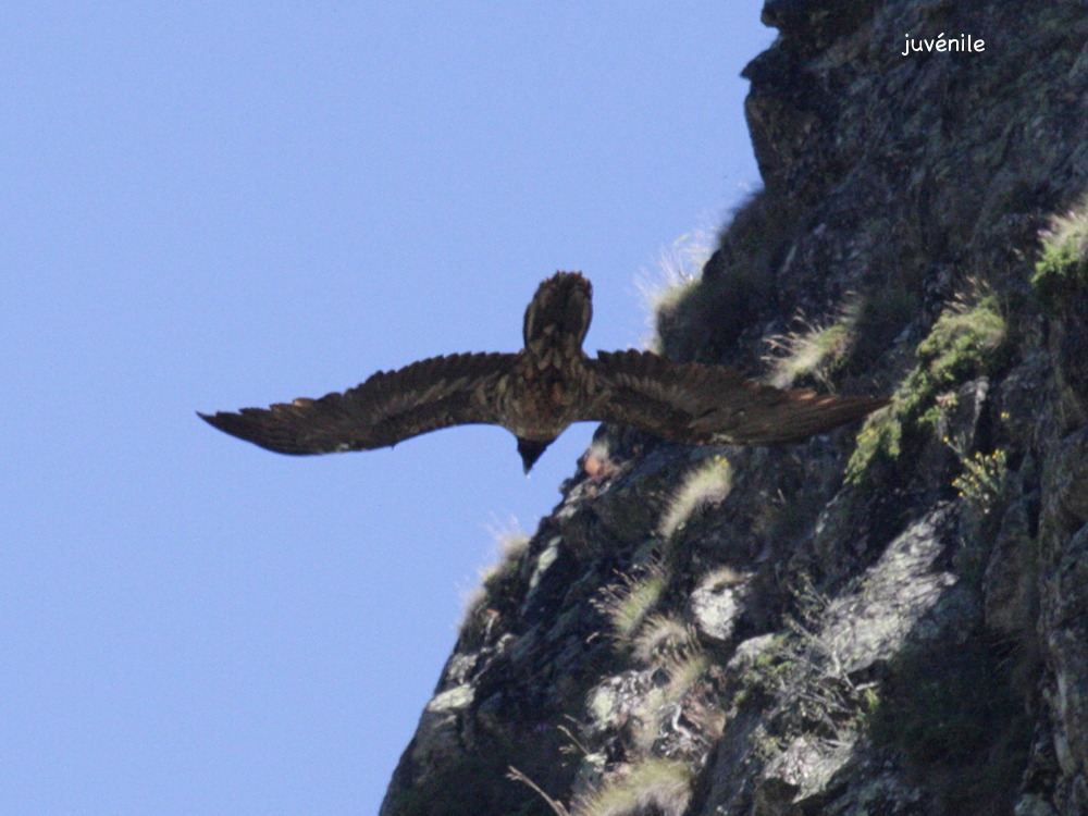 gypaete_barbu_-_gypaetus_barbatus4bd