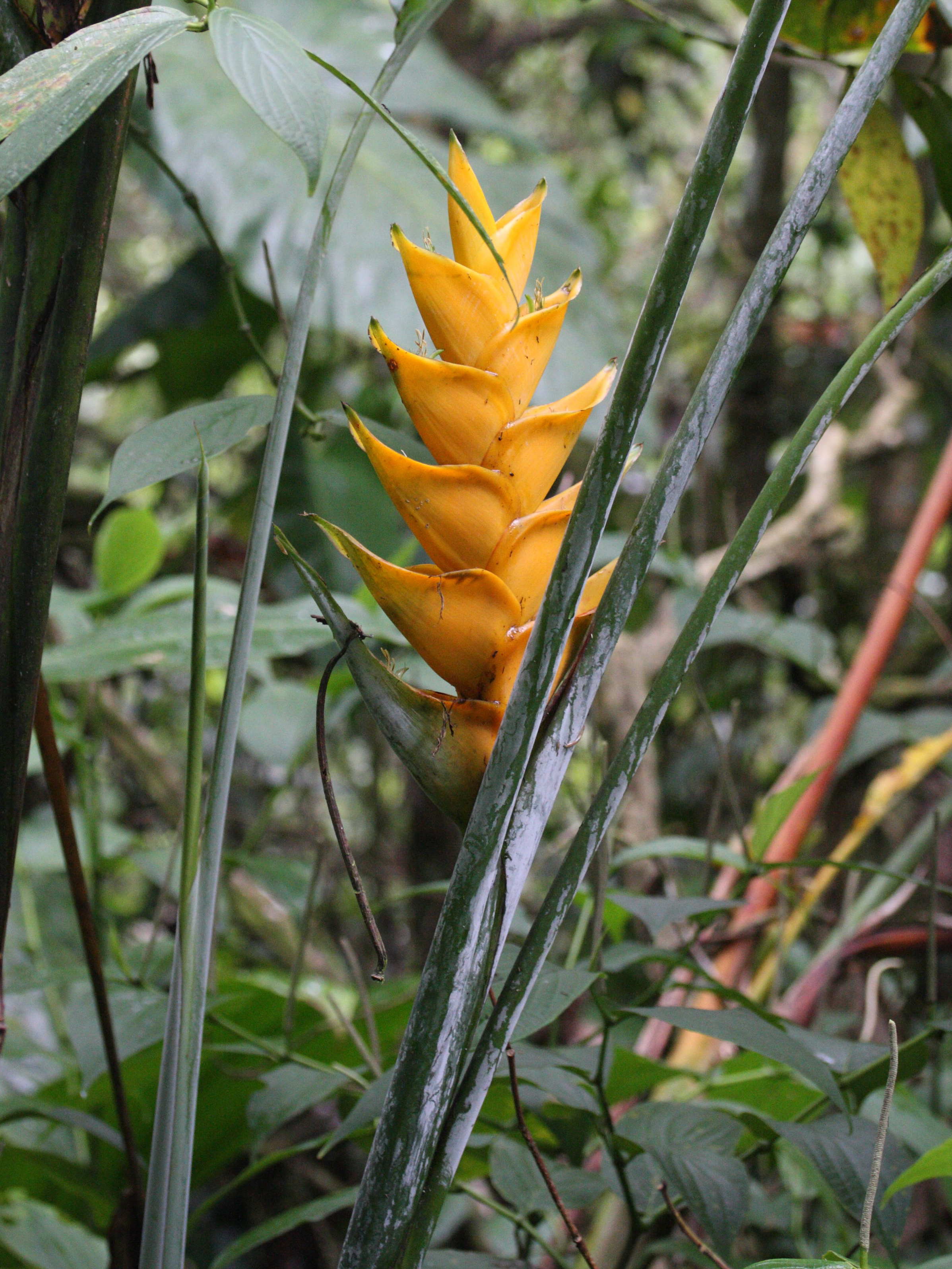 heliconia_caribaea7md