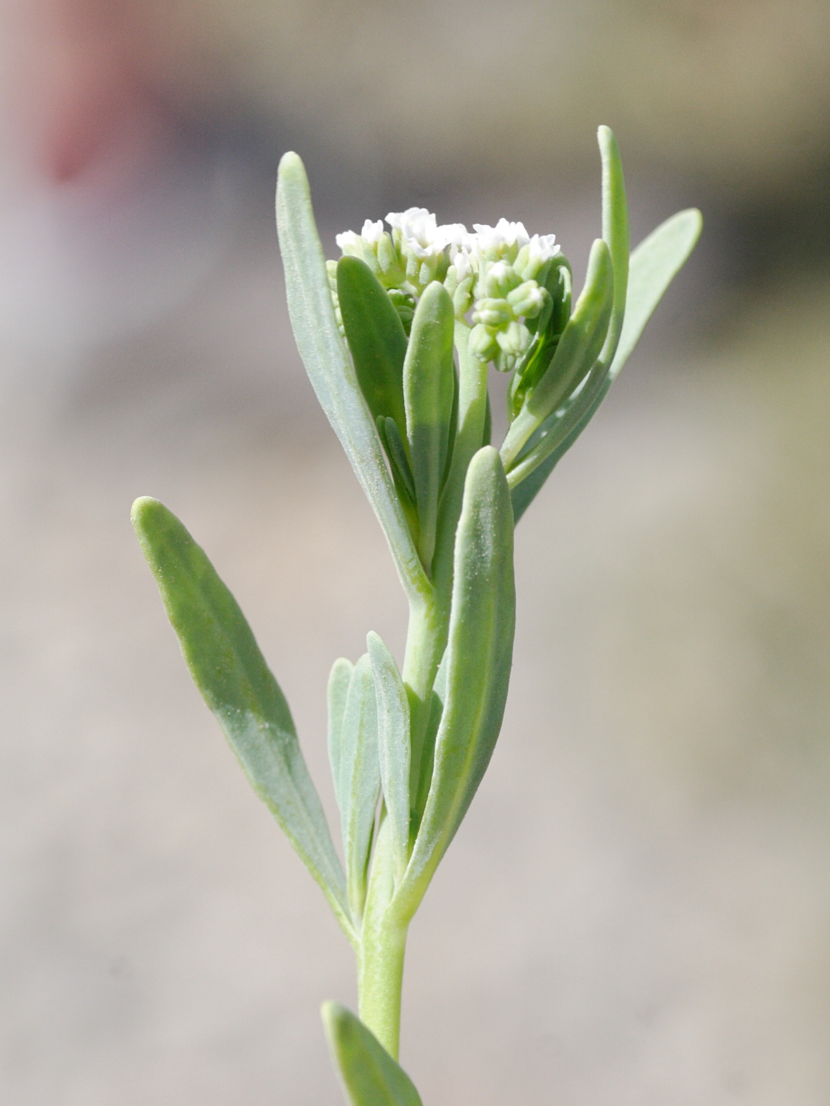 heliotropium_curassavicum3md