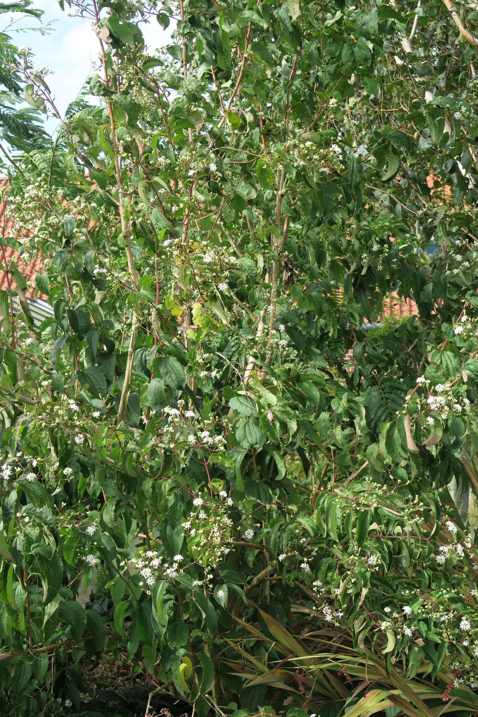 heptacodium_miconioides1md