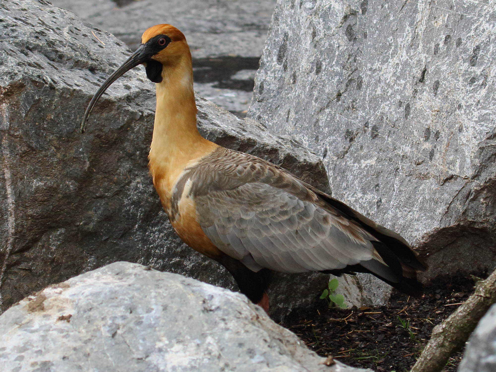 ibis_a_face_noire_-theristicus_melanopis2bd