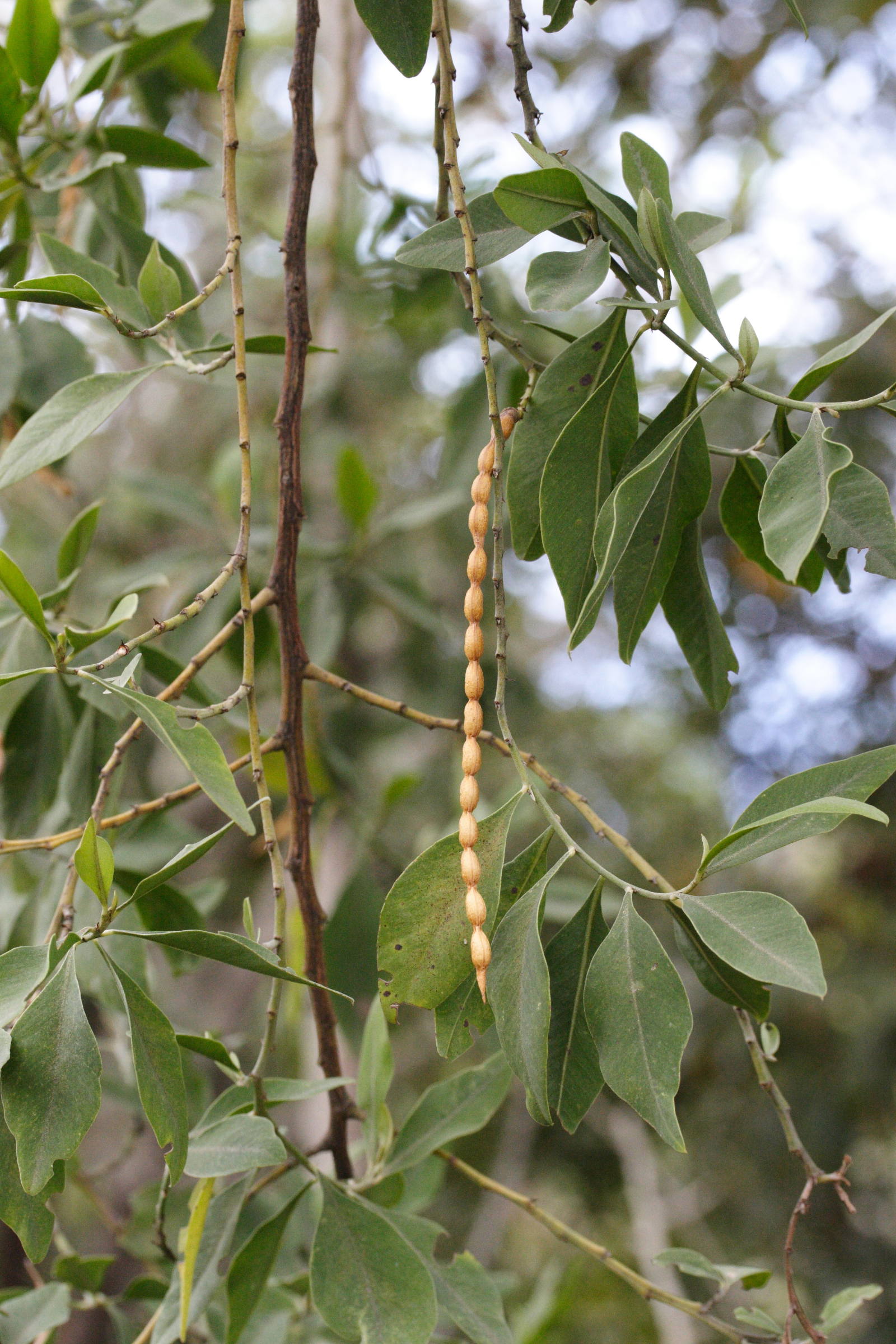 indigofera_ammoxylum2md