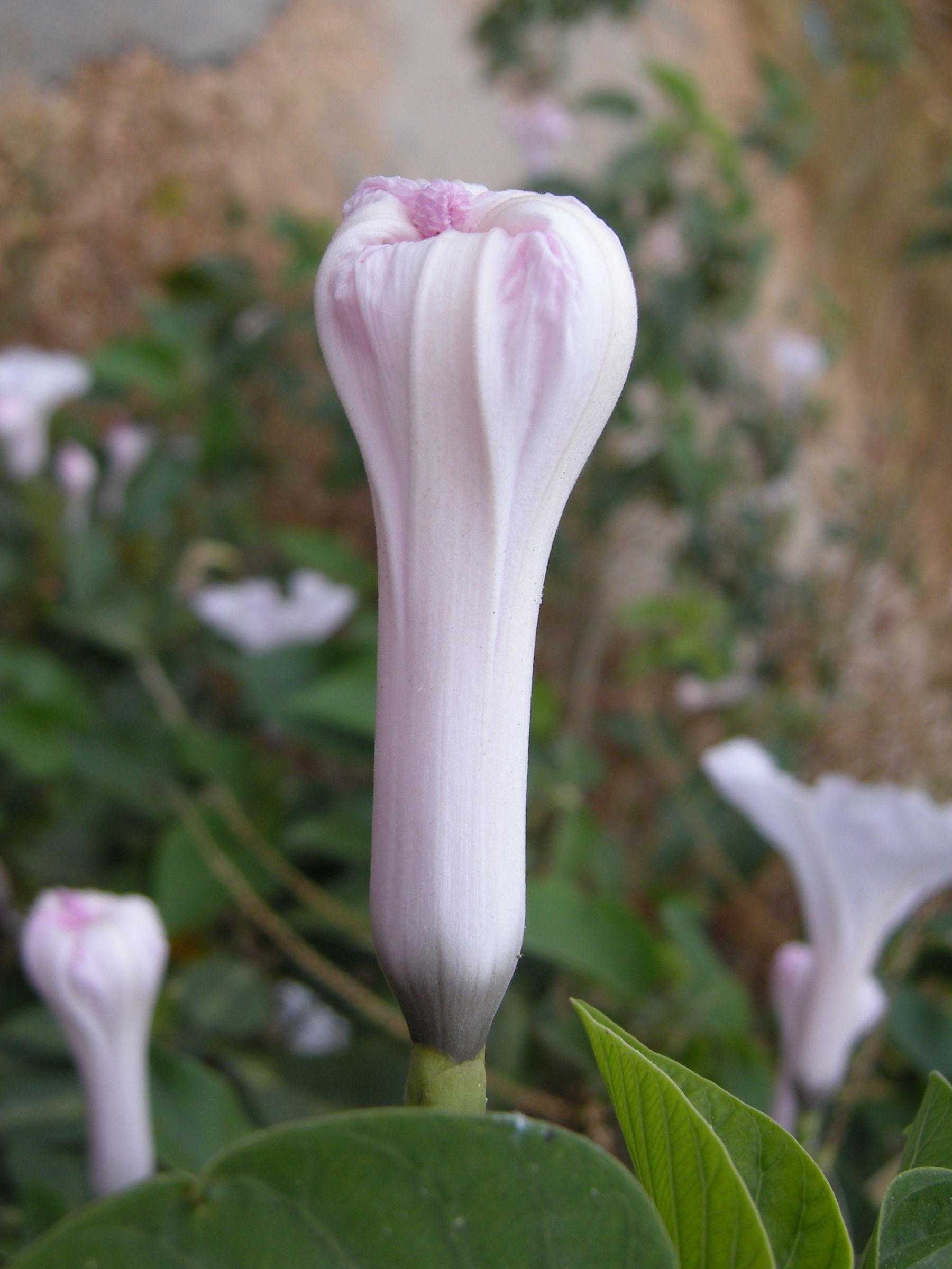 ipomoea_carnea_fistulosa4md