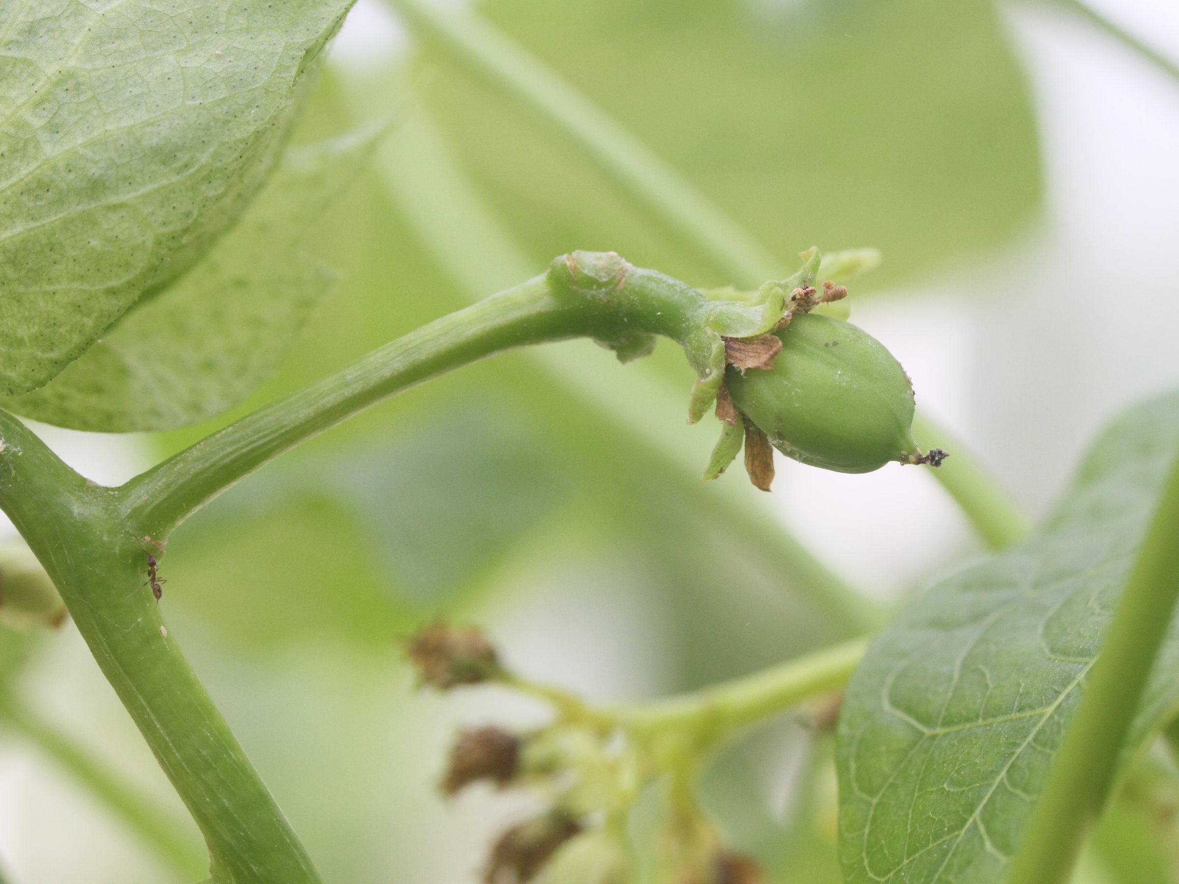 Afficher le média jatropha_curcas7md jatropha_curcas7md
