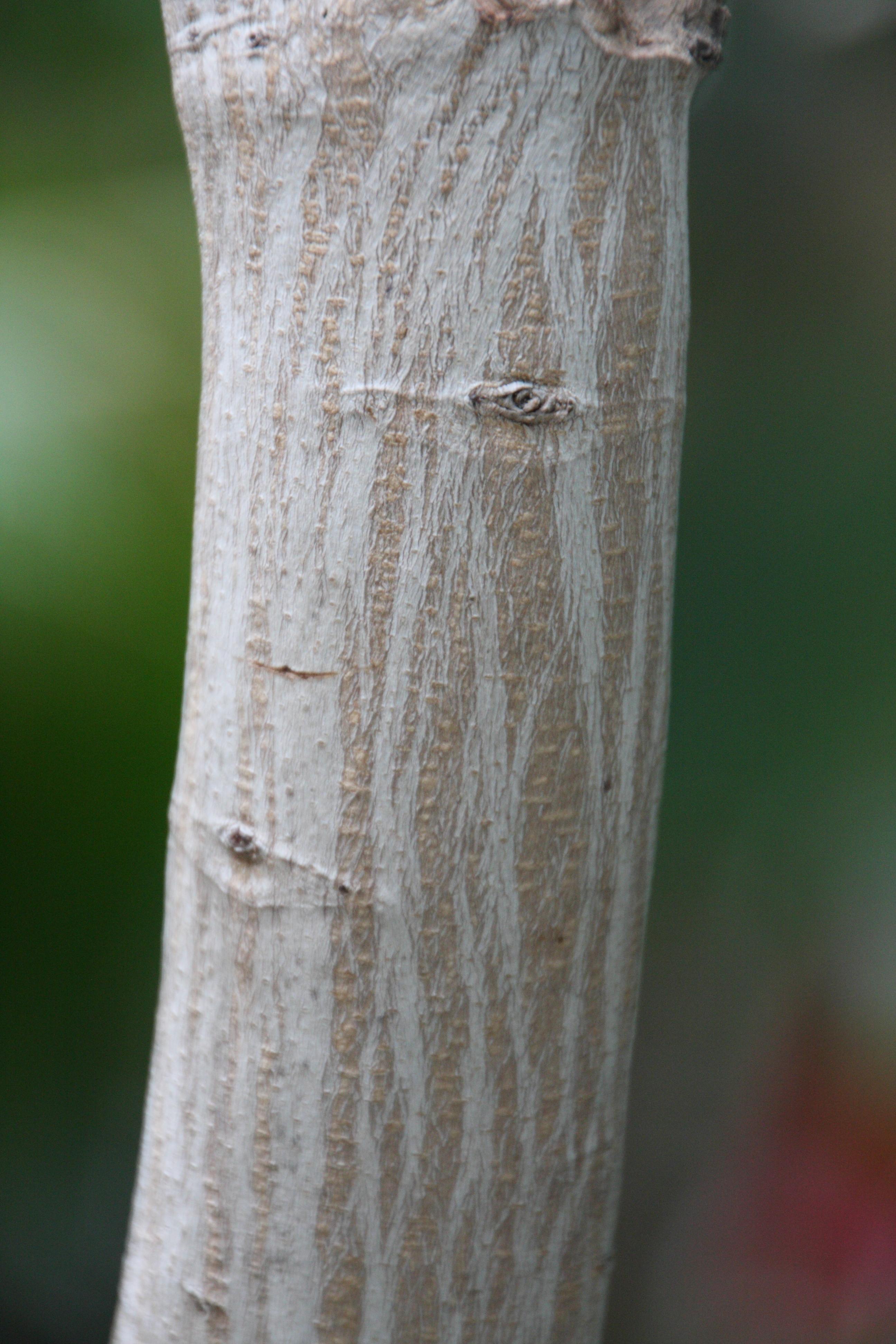 Afficher le média khaya_senegalensis2bd khaya_senegalensis2bd