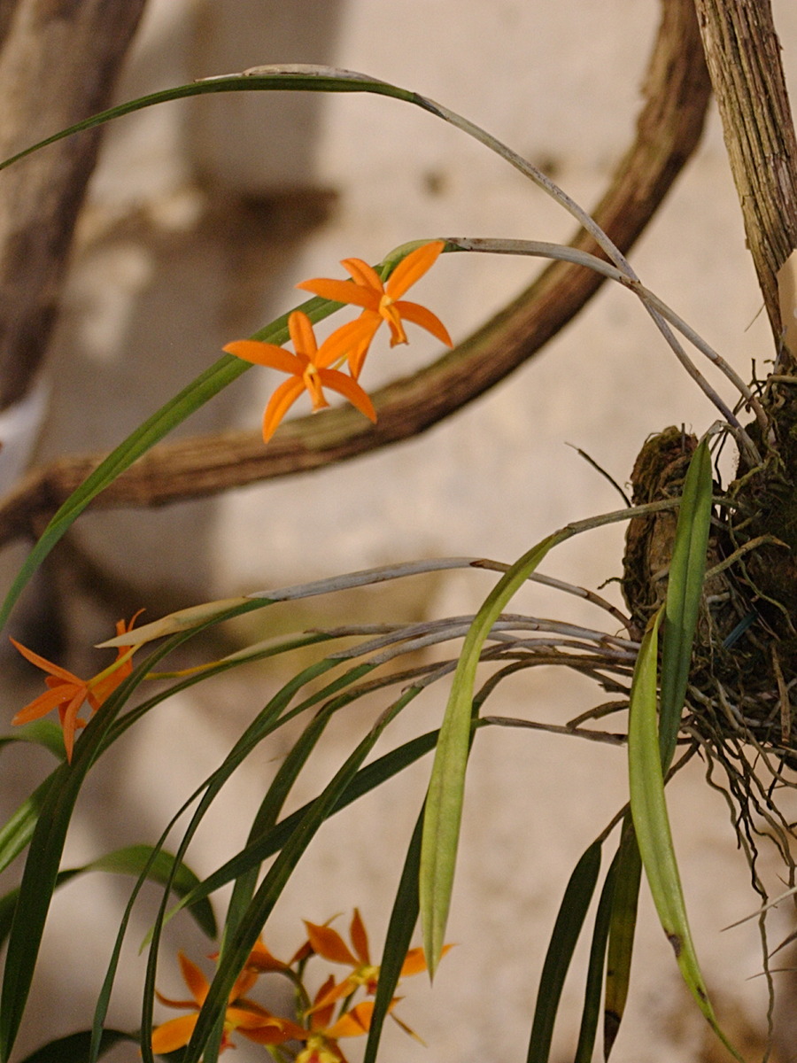 laelia_kautskyana2bd