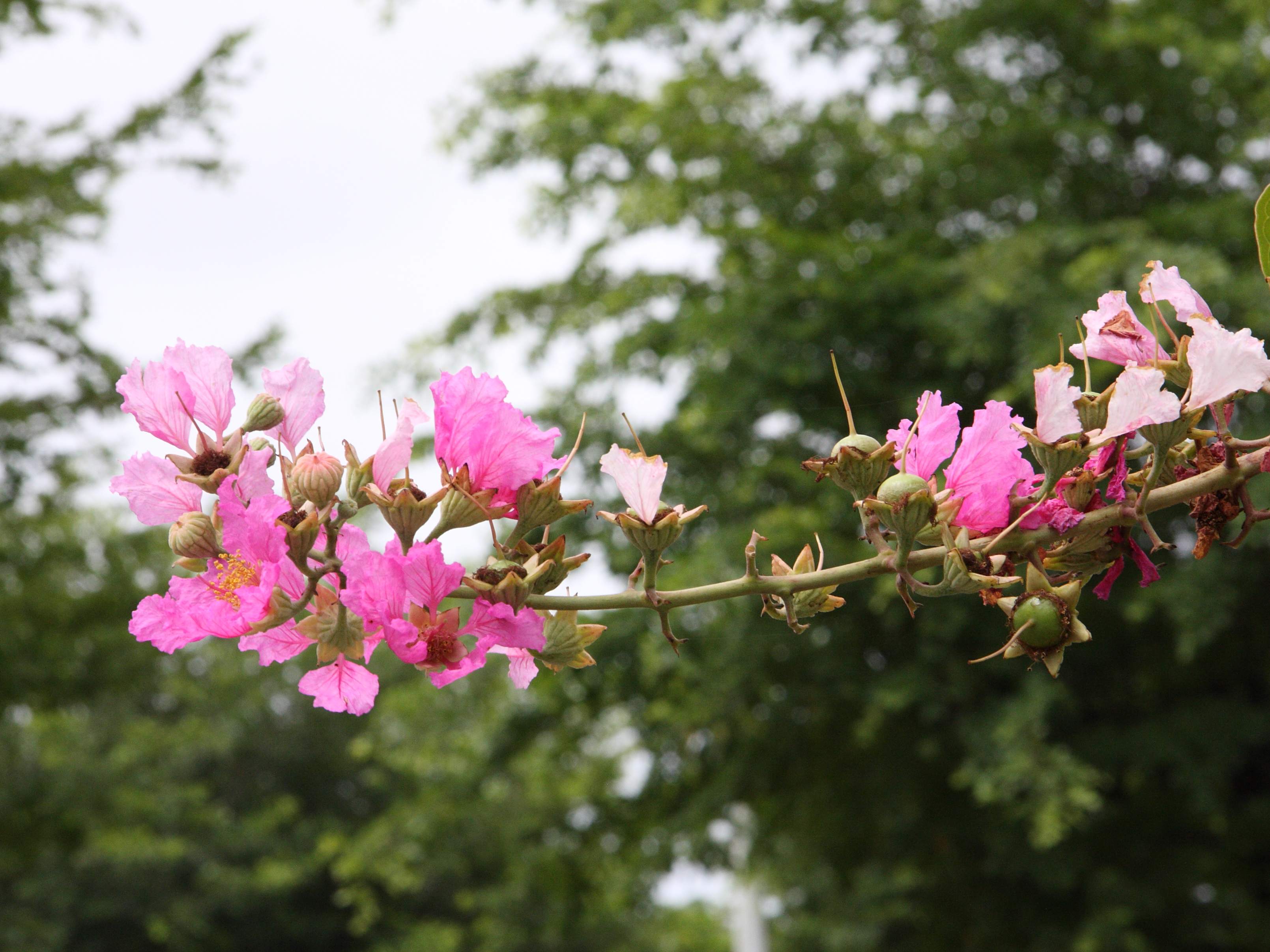Afficher le média lagerstroemia_indica3md lagerstroemia_indica3md