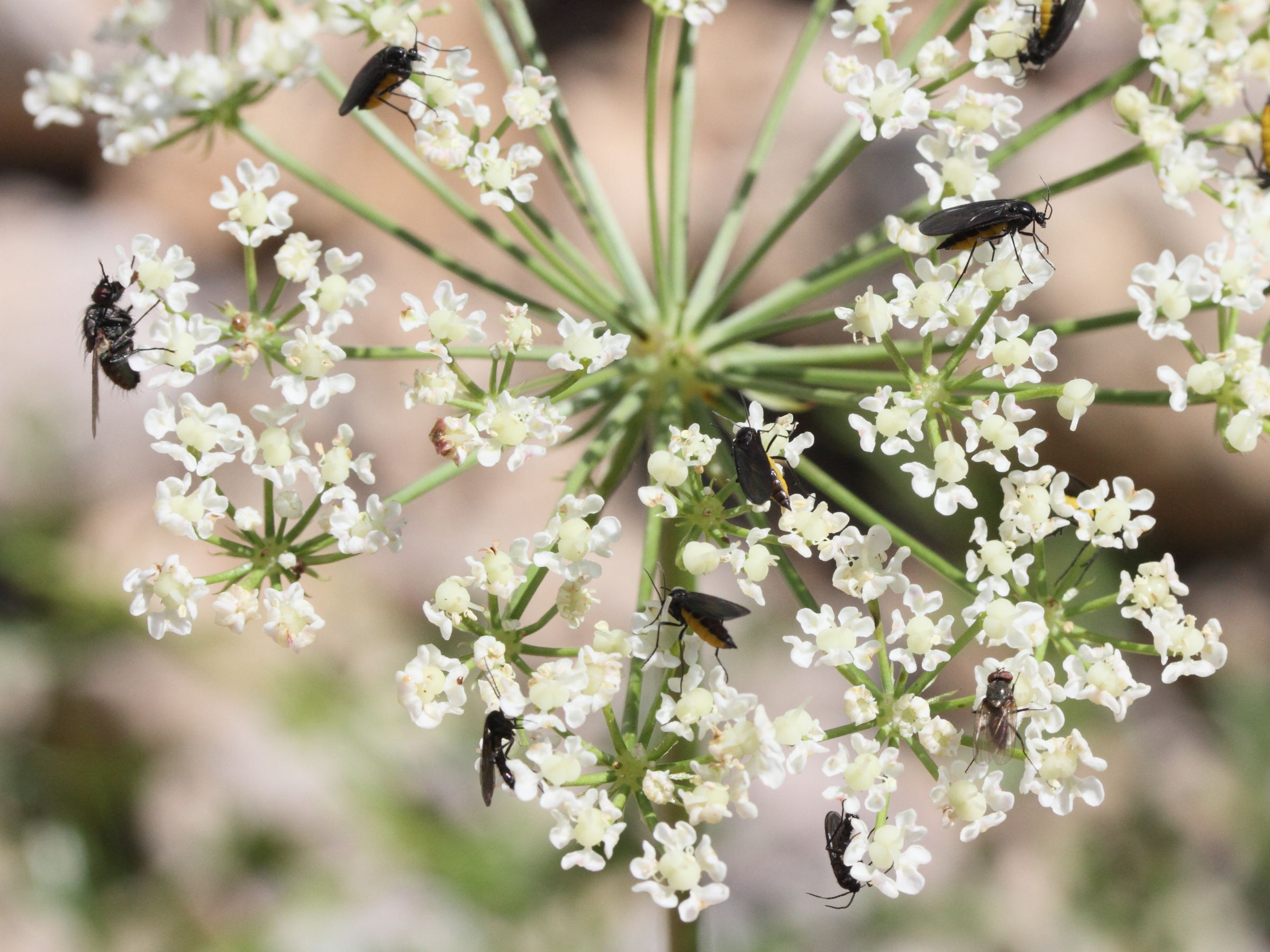 laserpitium_gallicum7md