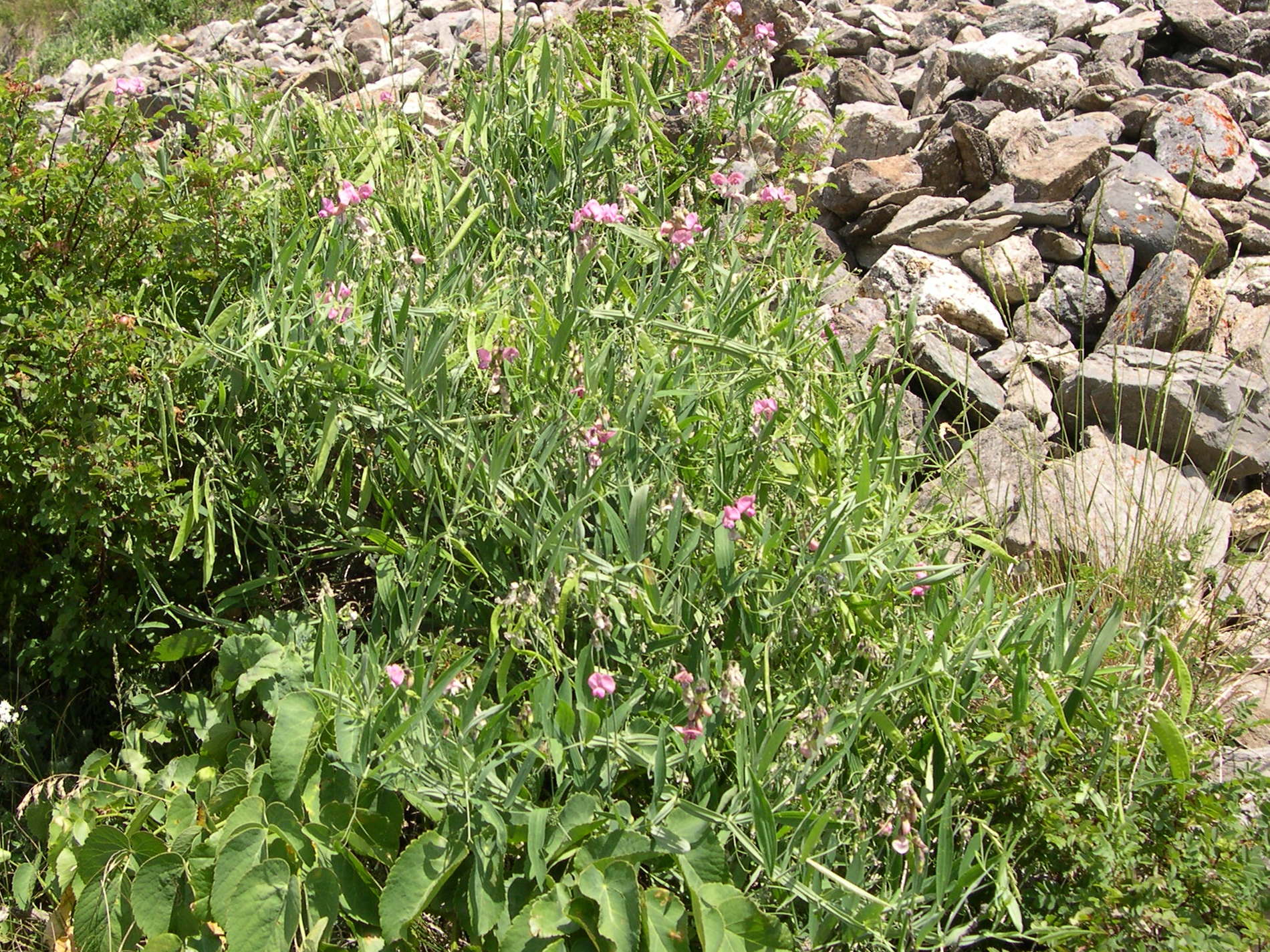 Afficher le média lathyrus_heterophyllus1md lathyrus_heterophyllus1md