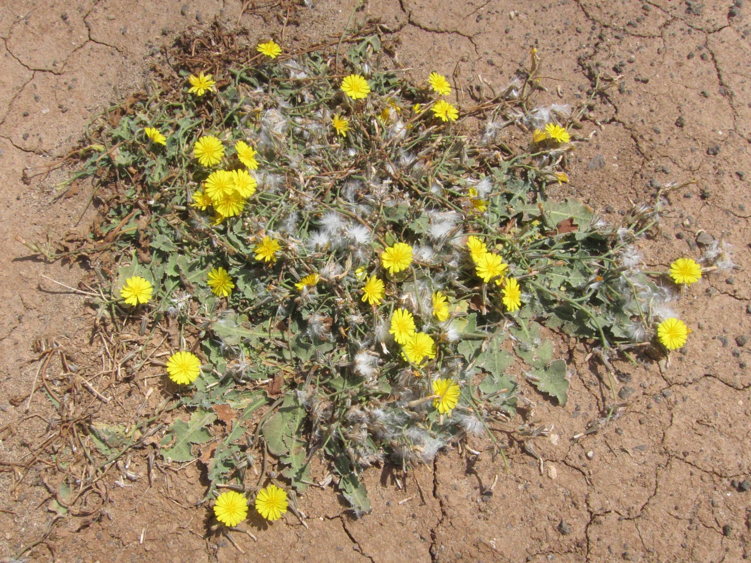 launaea_nudicaulis2bd