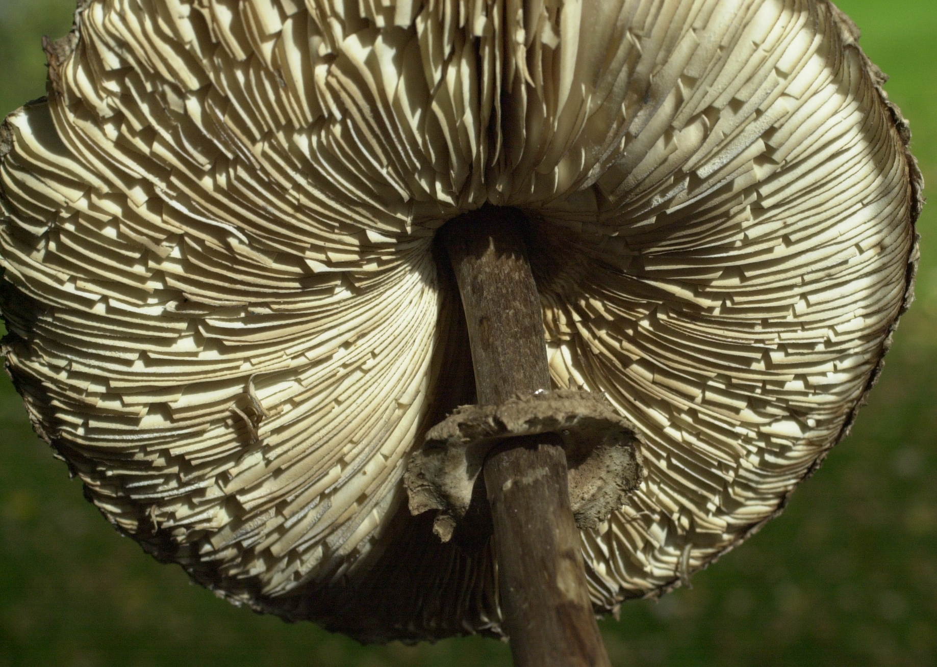 lepiota_procera8bd