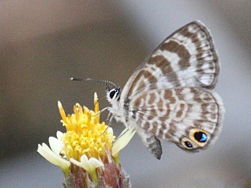 Afficher le média leptotes_cassius_cassioides1bd leptotes_cassius_cassioides1bd