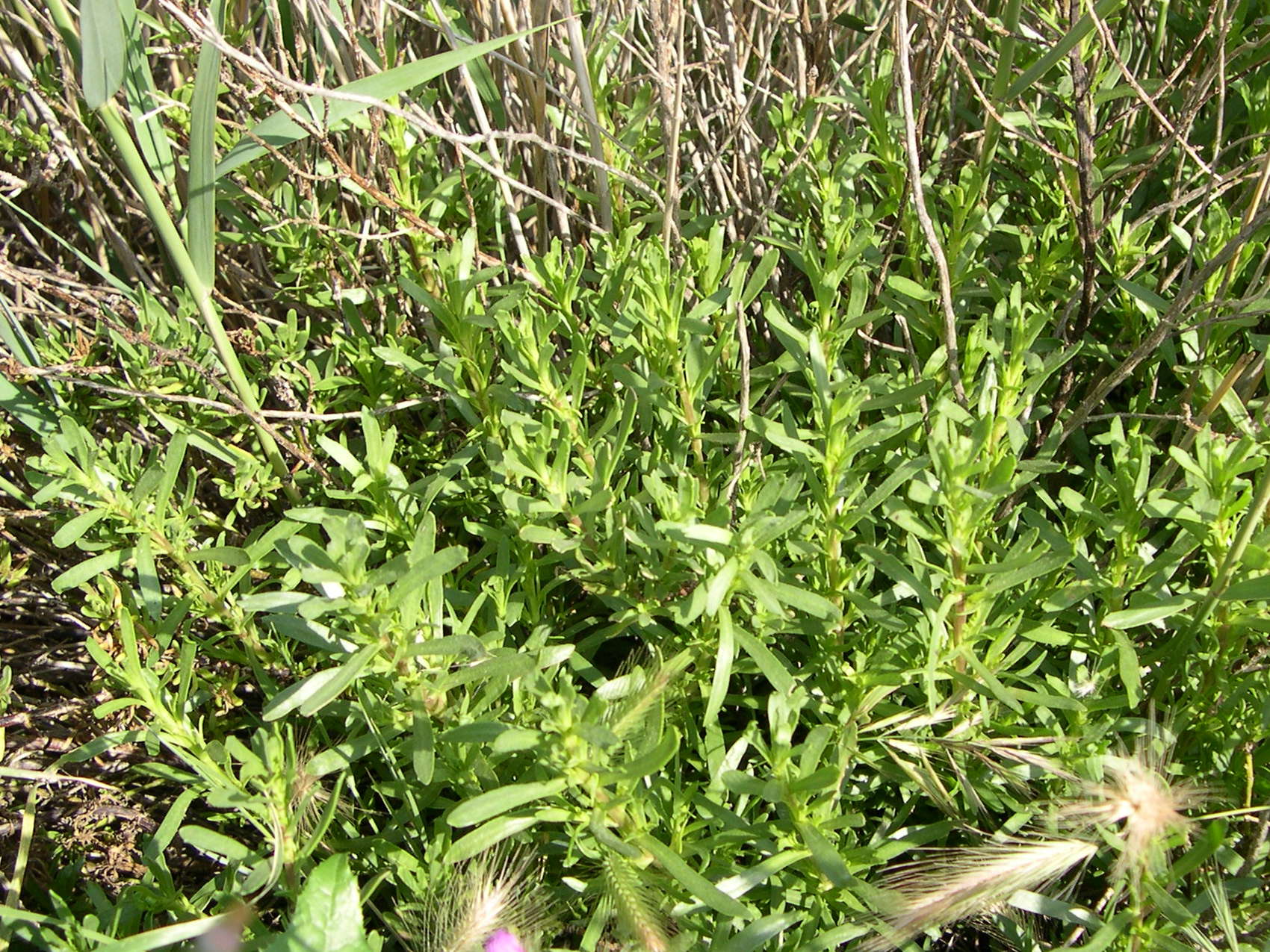 Limbarda_crithmoides