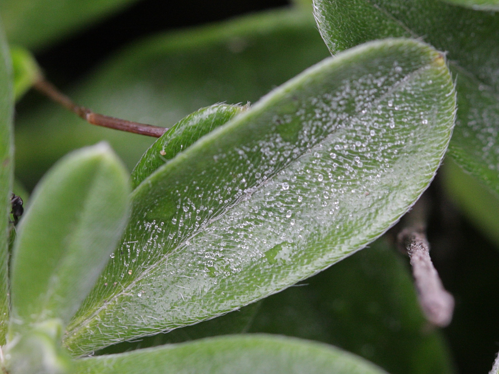 lithodora_oleifolia3bd