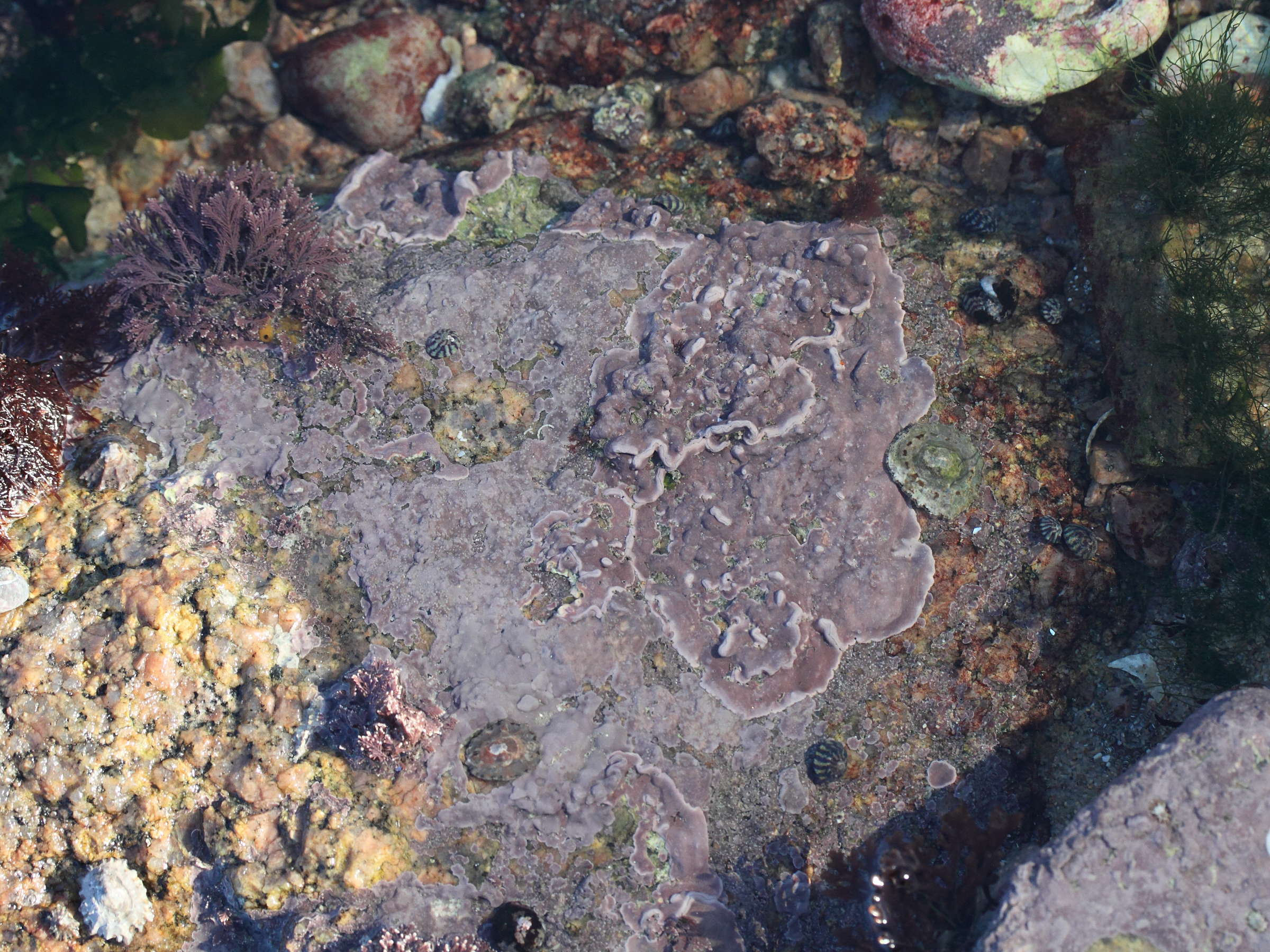 lithophyllum_incrustans4md