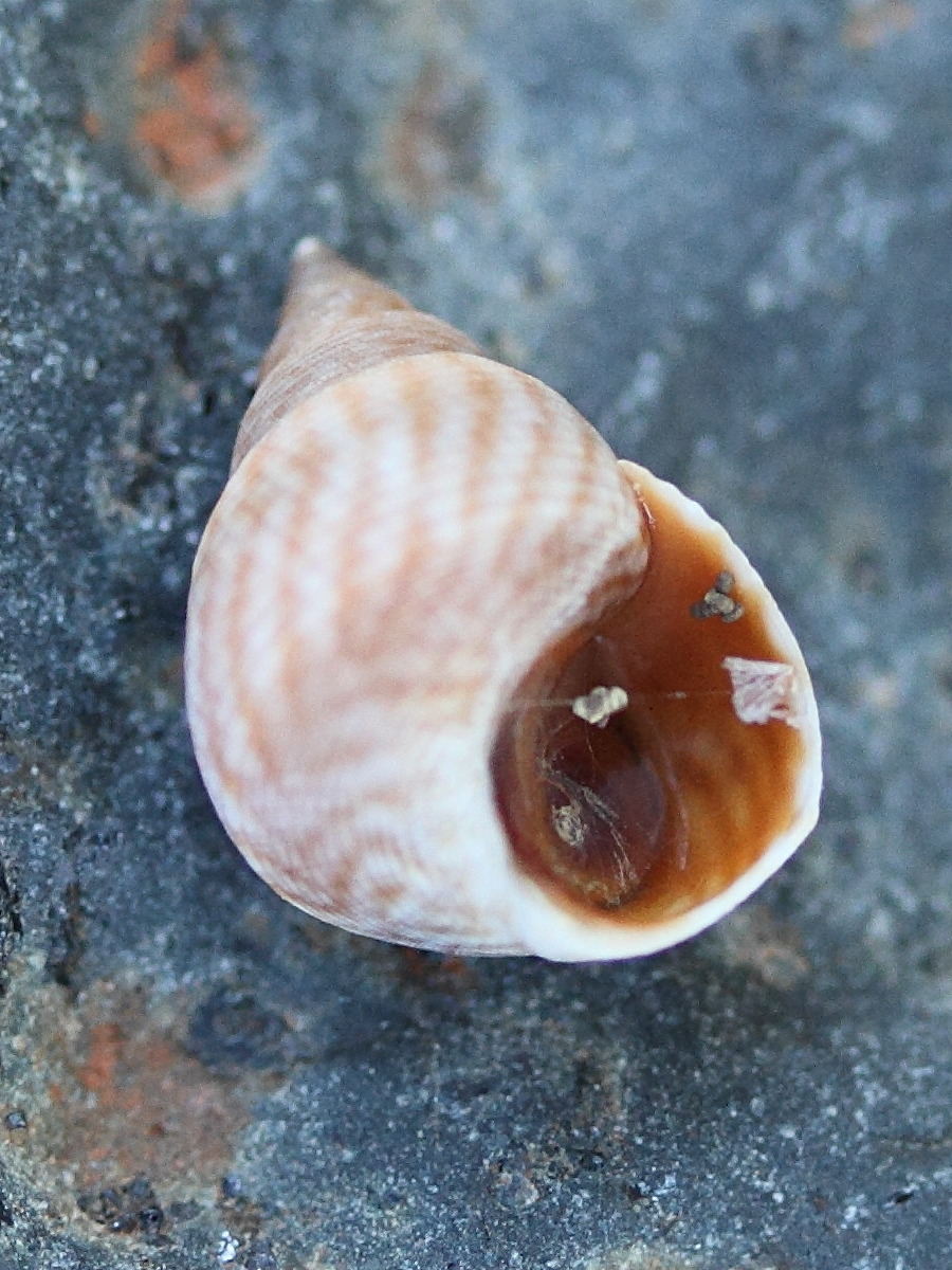 littoraria_kraussi3md