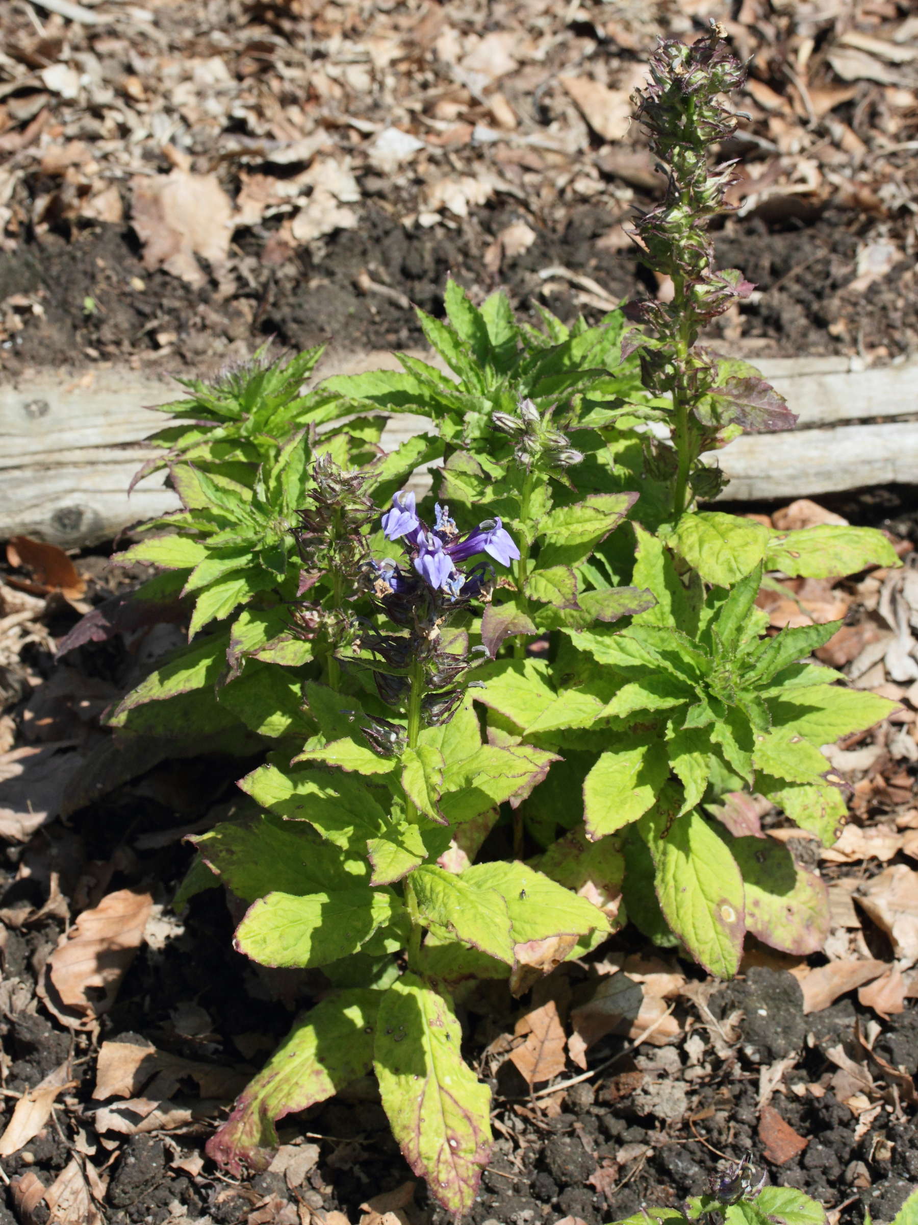 Afficher le média lobelia_siphilitica1md lobelia_siphilitica1md