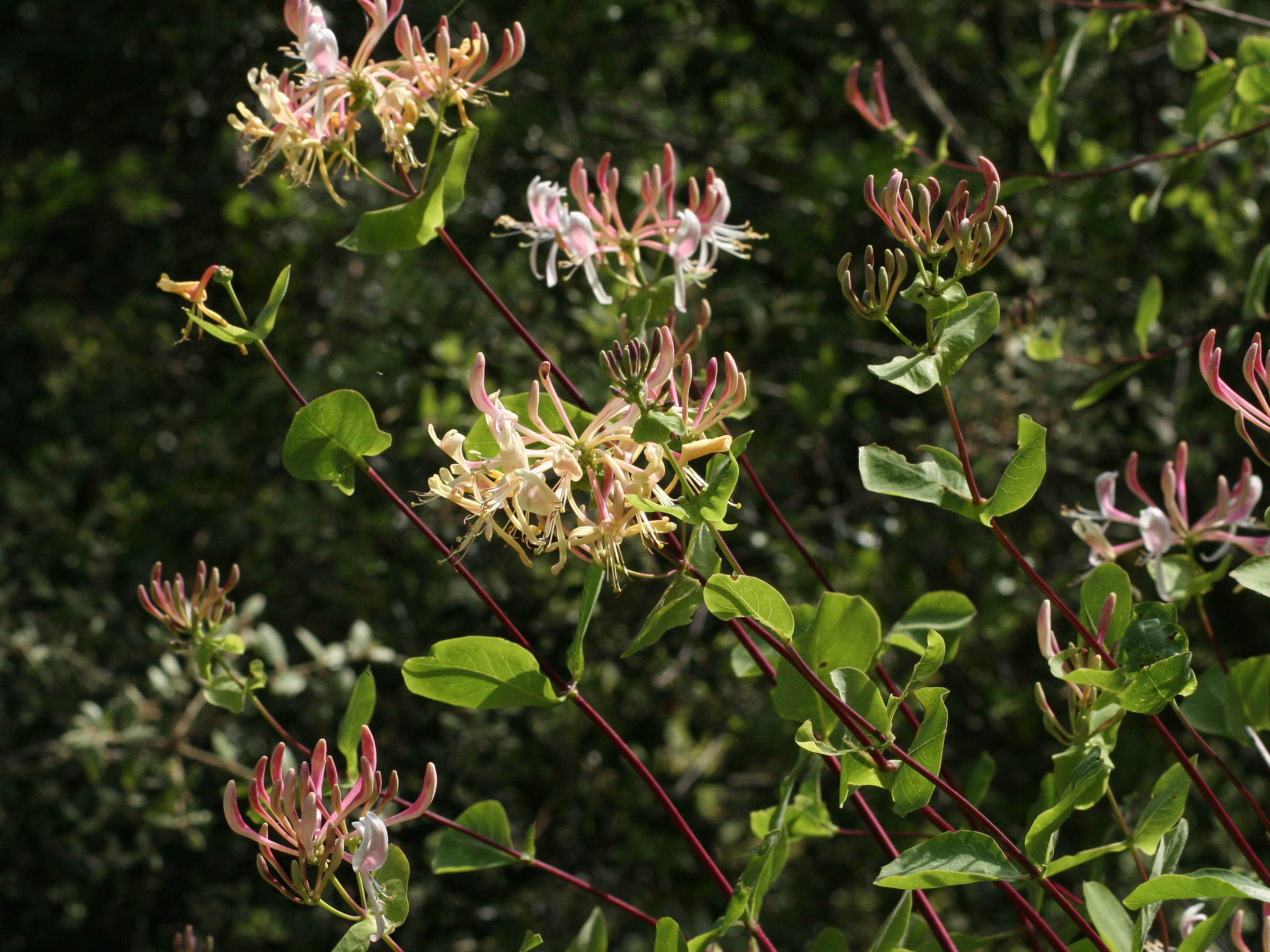 lonicera_etrusca3md