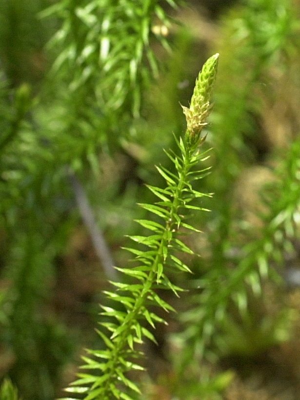 lycopodium_annotinum4md