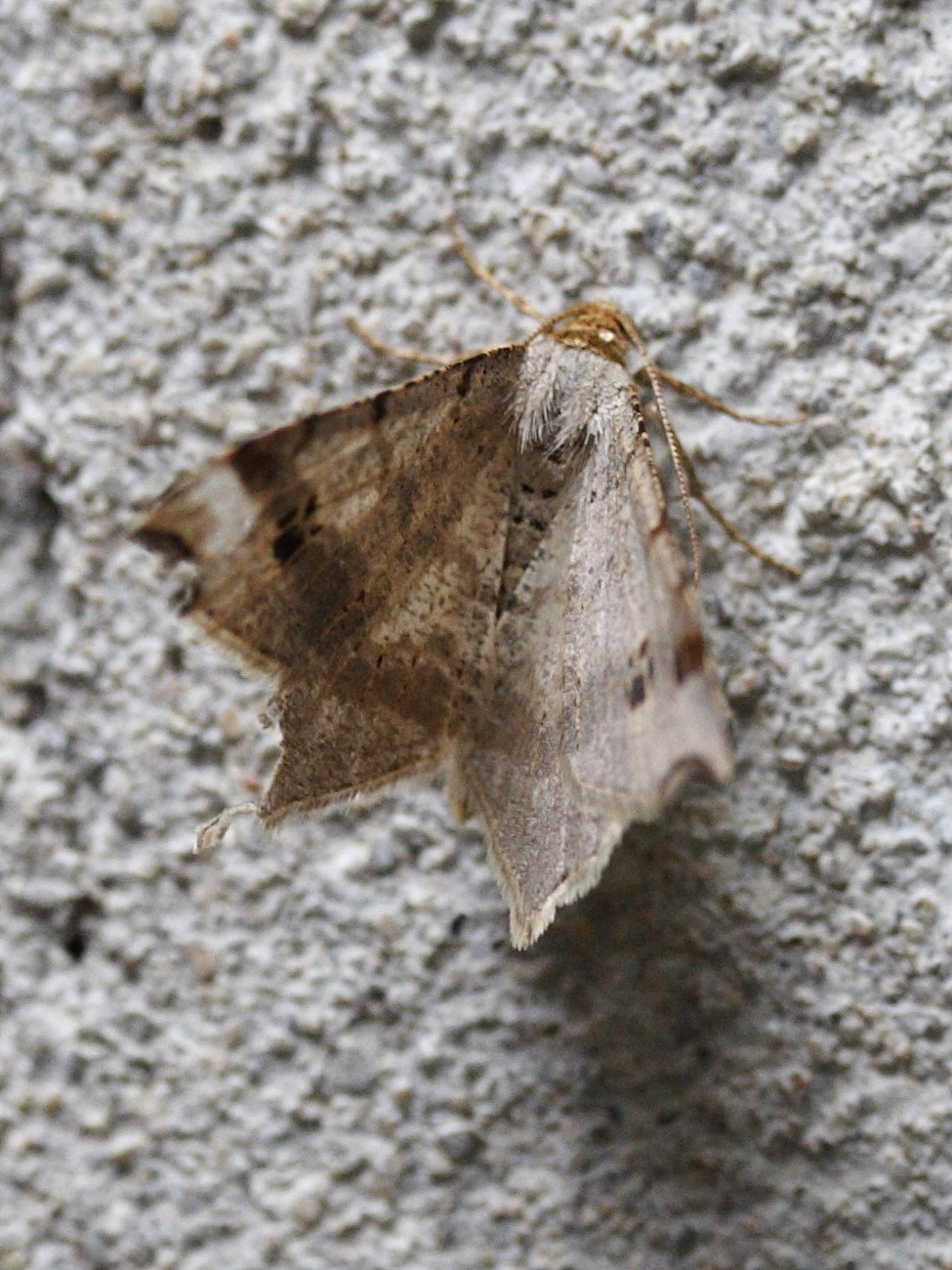 macaria_alternata2md