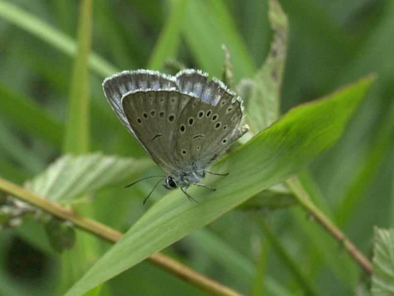 maculinea_telejus4md