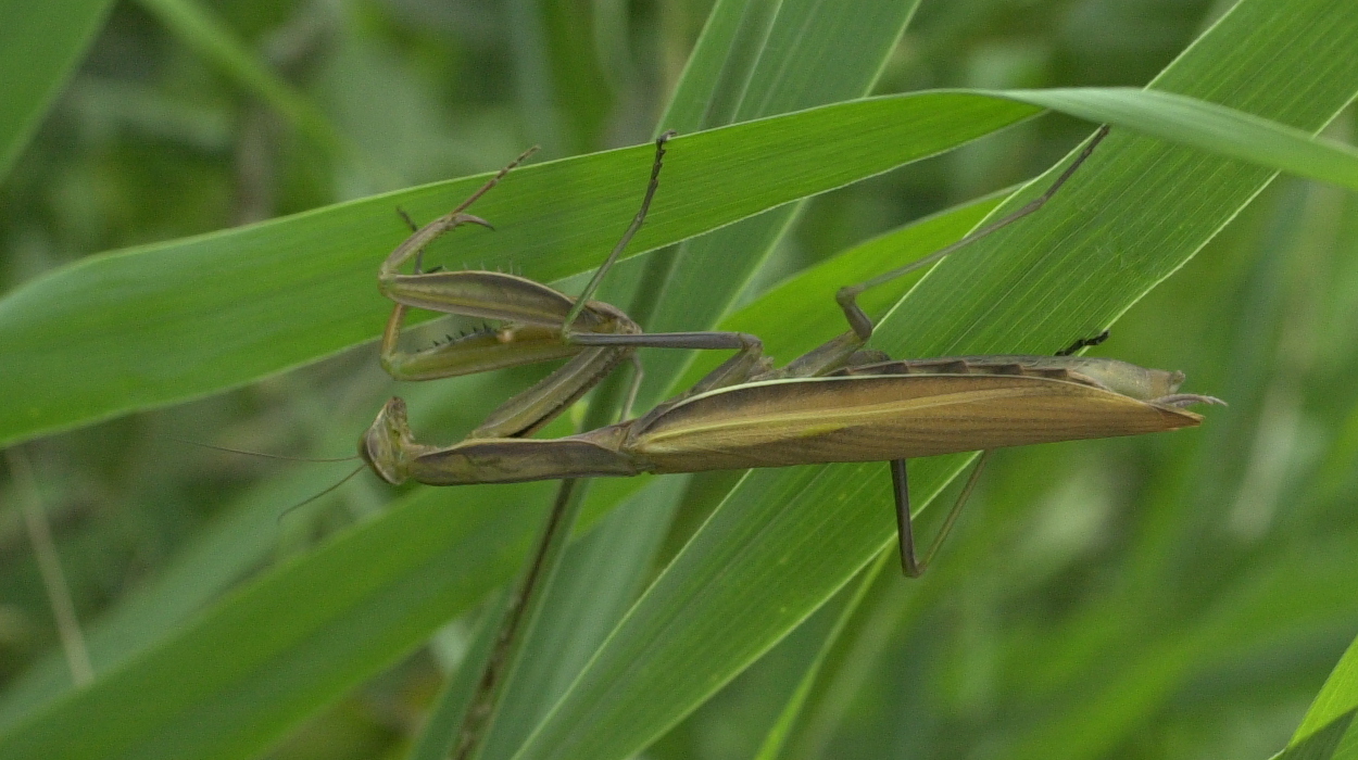 mantis_religiosa5md