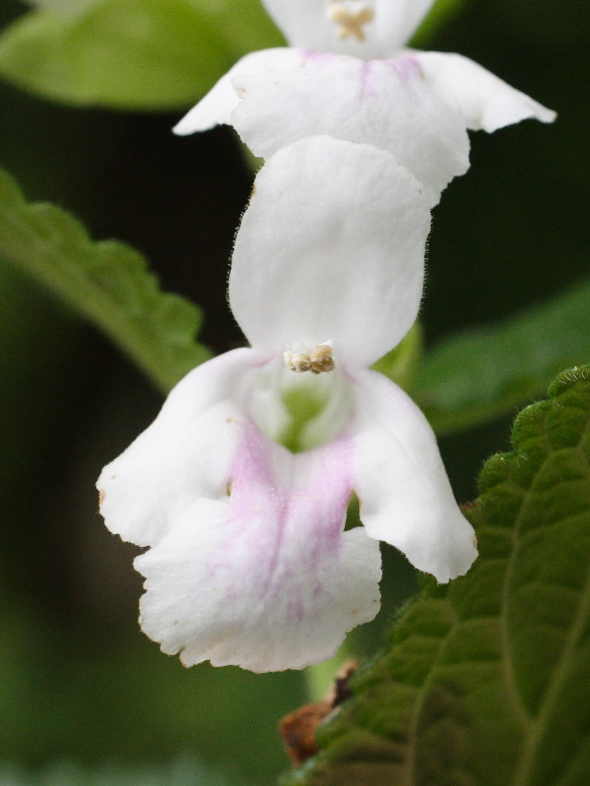 Afficher le média melittis_melissophyllum4md melittis_melissophyllum4md