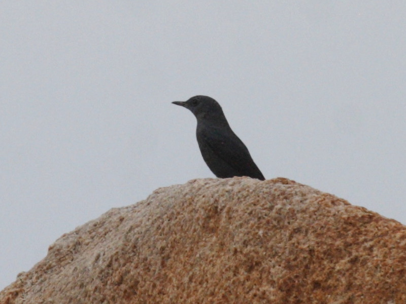 merle_bleu_-_monticola_solitarius1bd