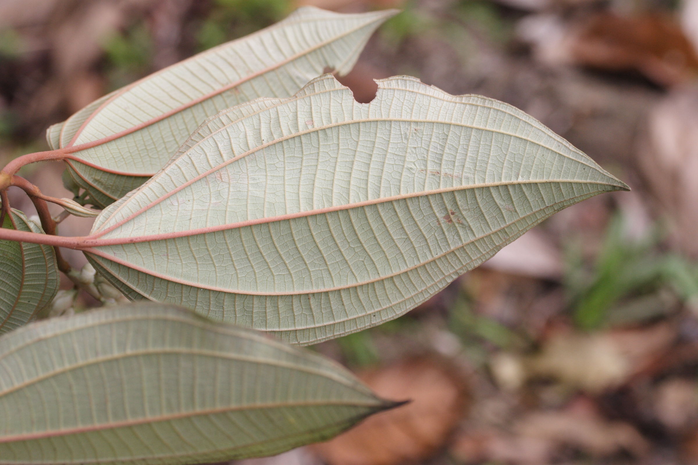 miconia_mirabilis4md