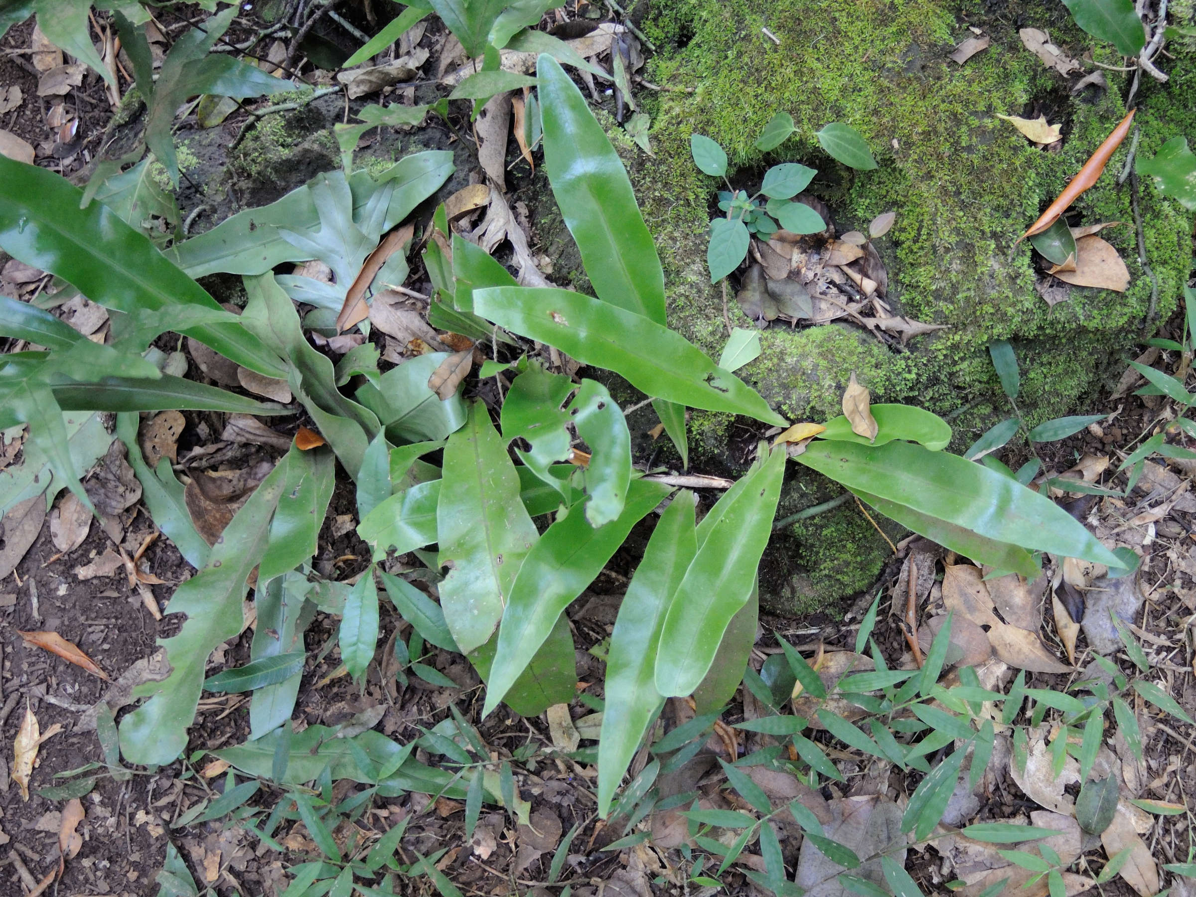 microsorum_punctatum2md