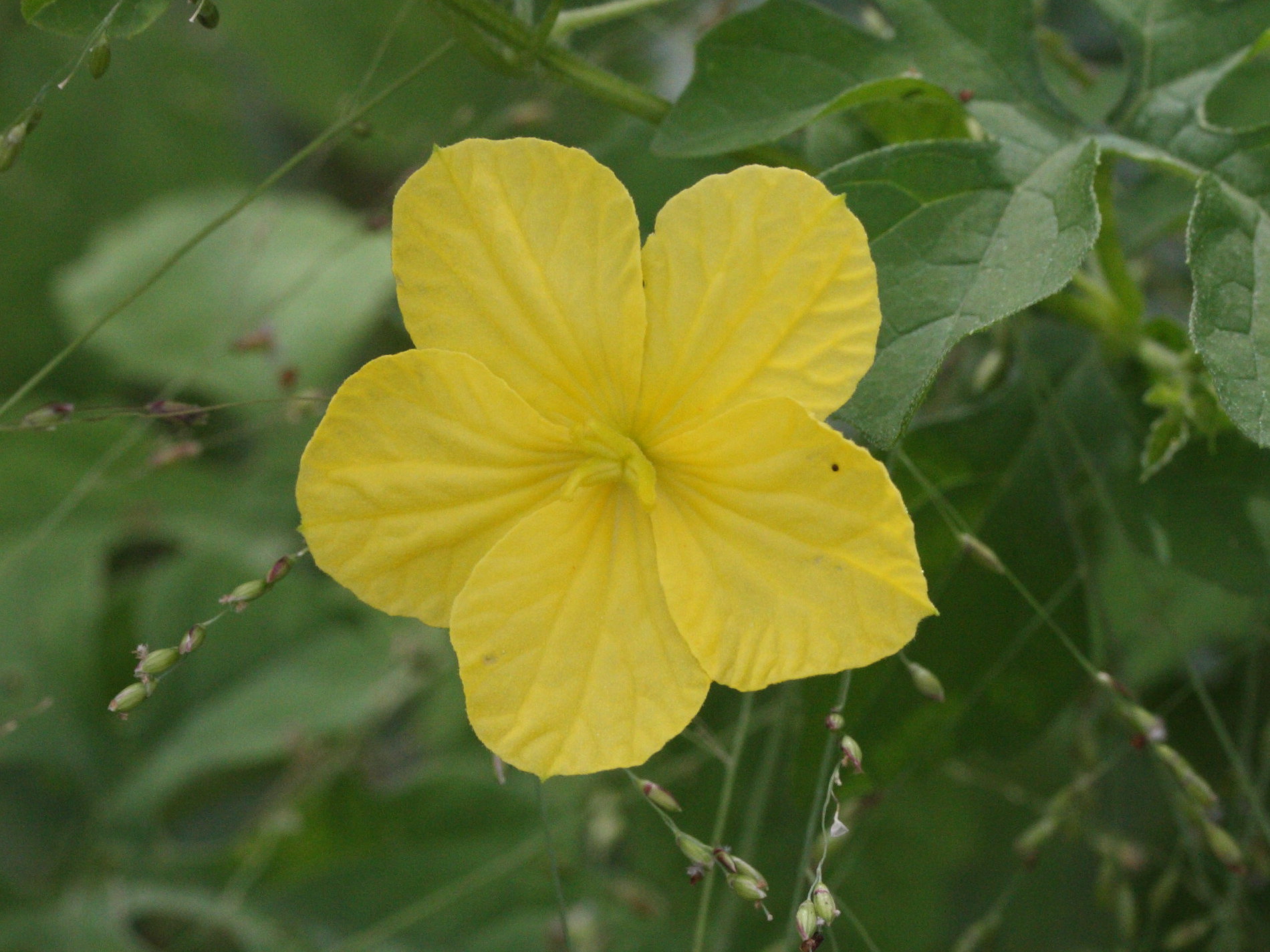 Afficher le média momordica_charantia4md momordica_charantia4md