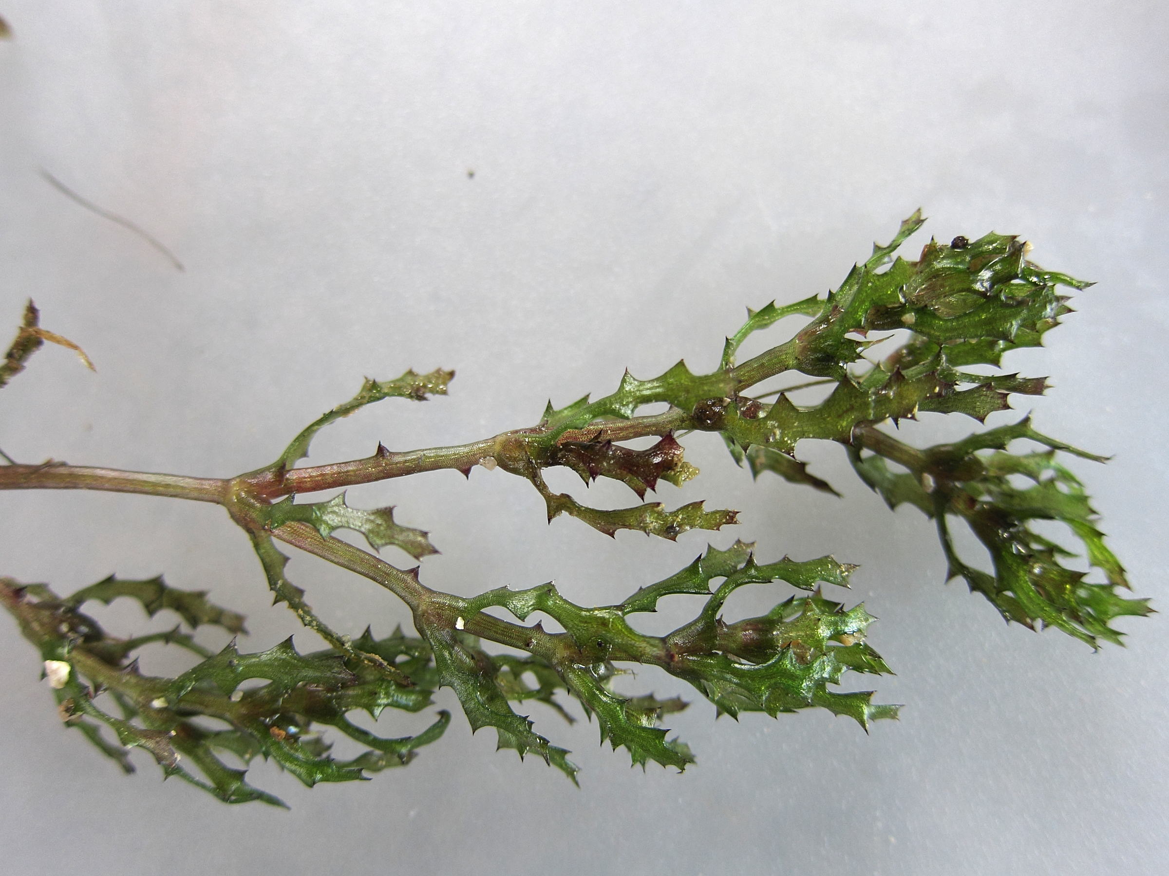 Afficher le média Najas_marina Najas_marina