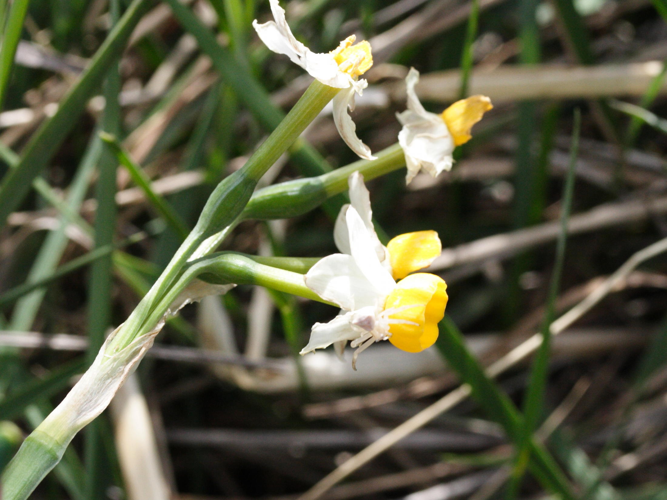 narcissus_tazetta3md