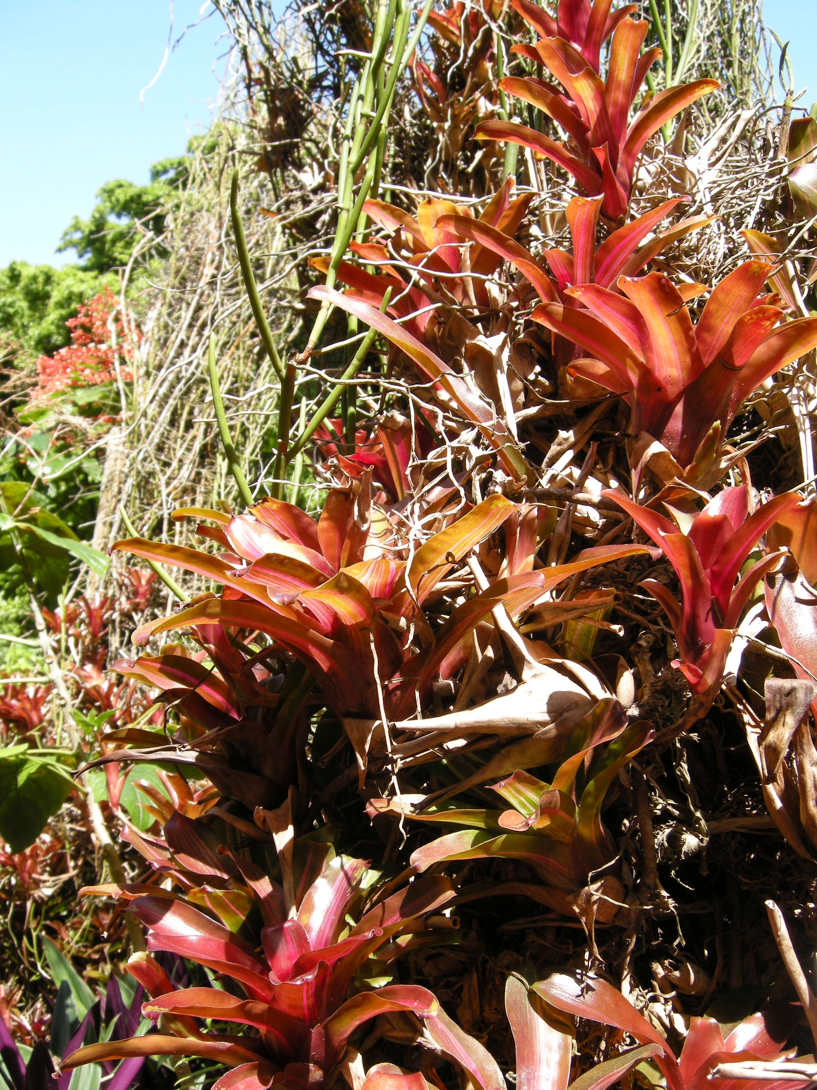 neoregelia_cruenta1md