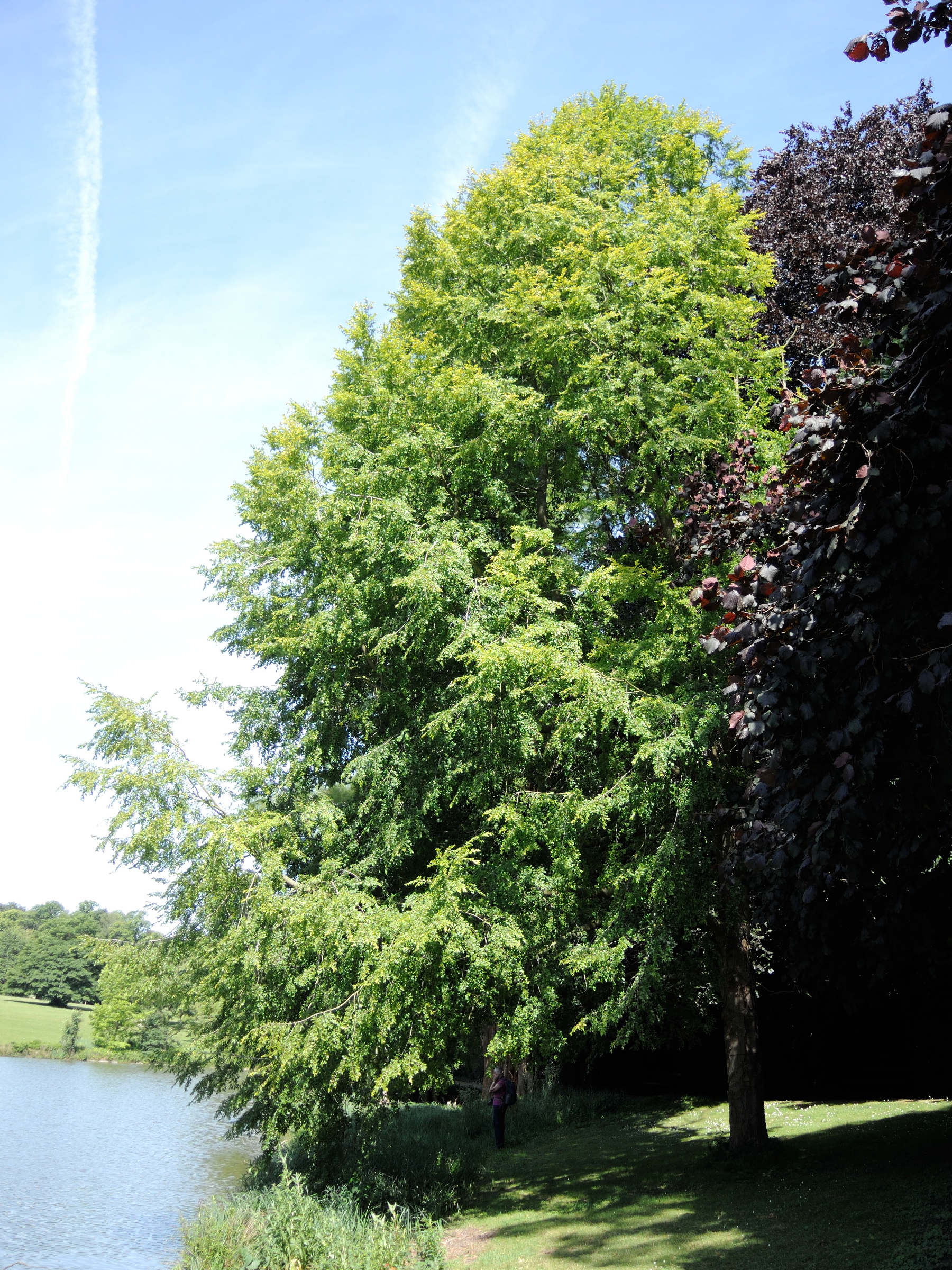 nothofagus_obliqua1md