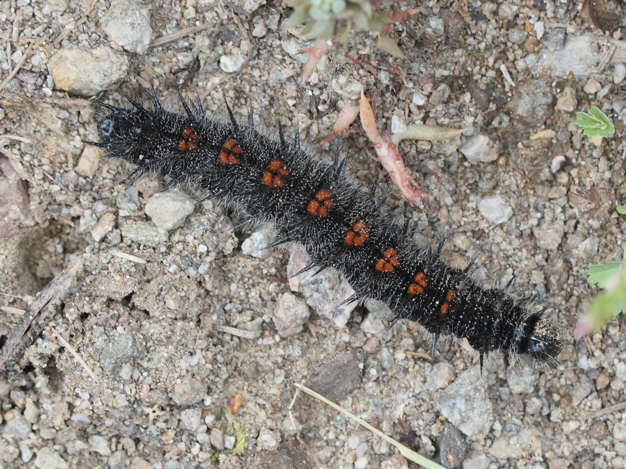 nymphalis_antiopa_ch1md