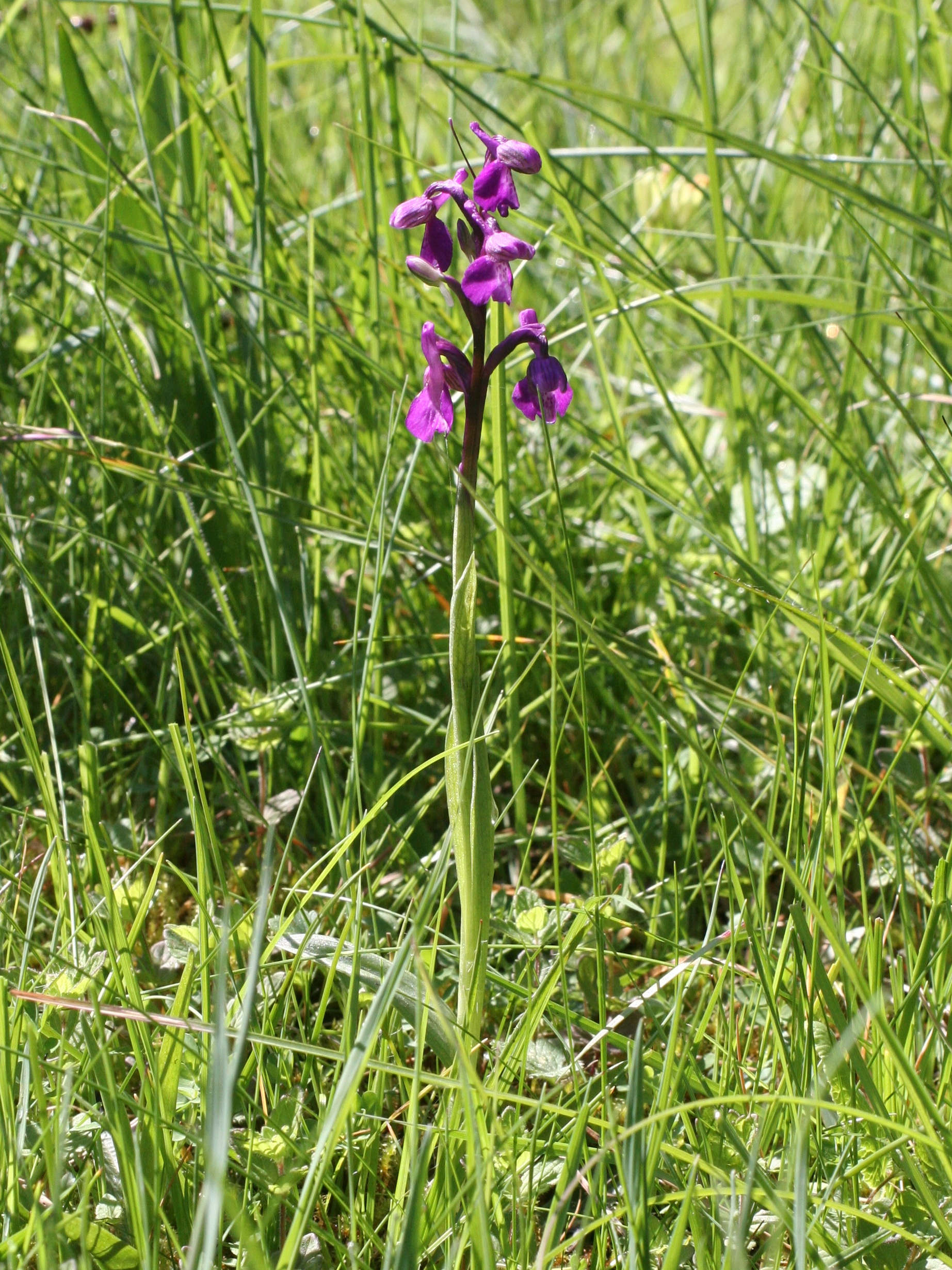 orchis_morio_morio1md