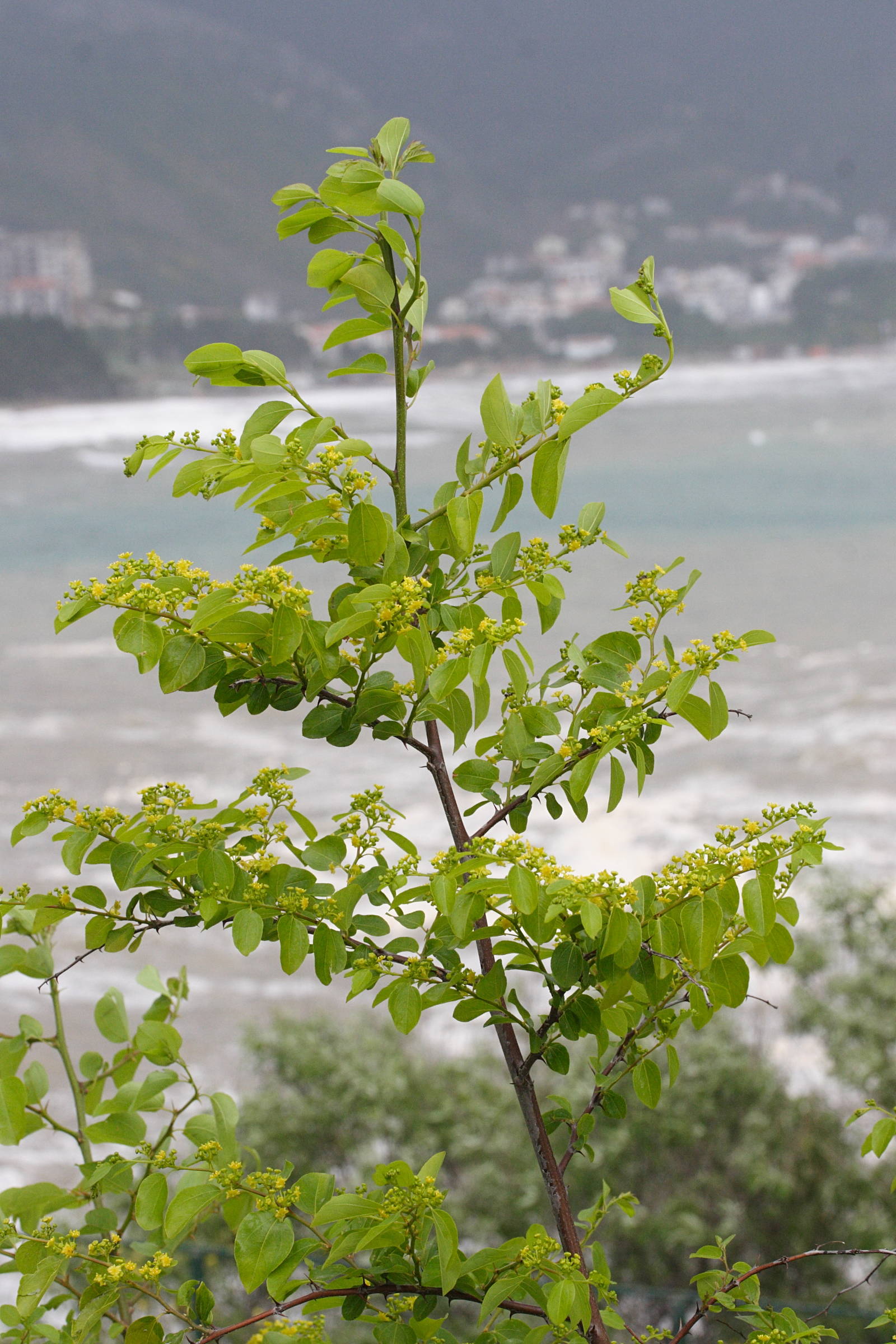 Afficher le média paliurus_spina-christi9md paliurus_spina-christi9md