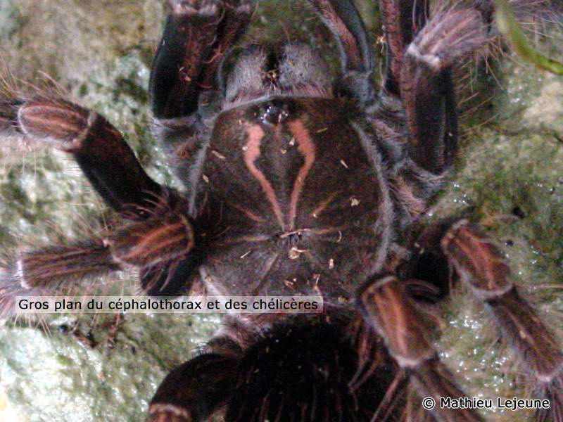 panphobeteus_platyomma3ml