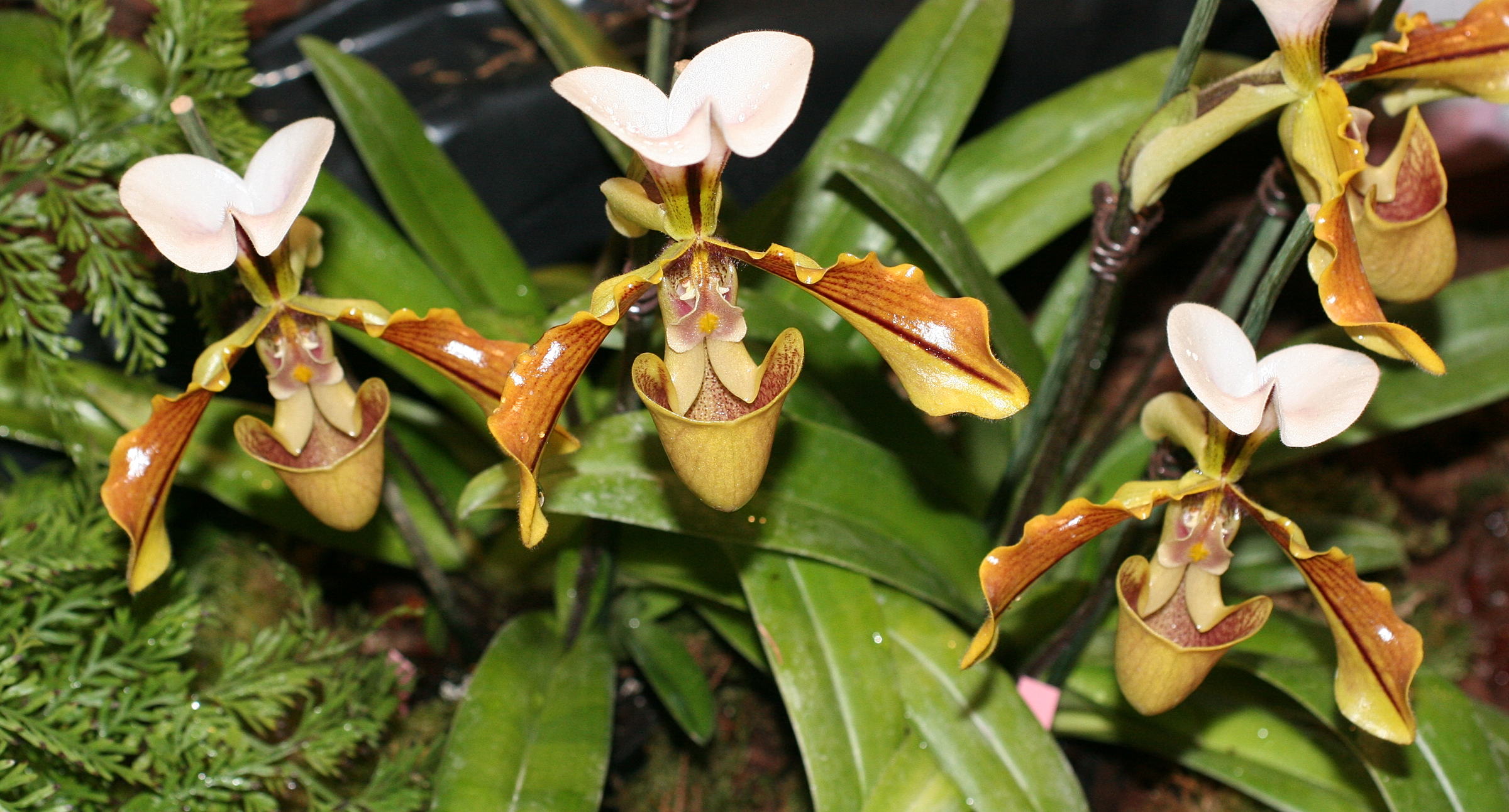 paphiopedilum_spicerianum2md