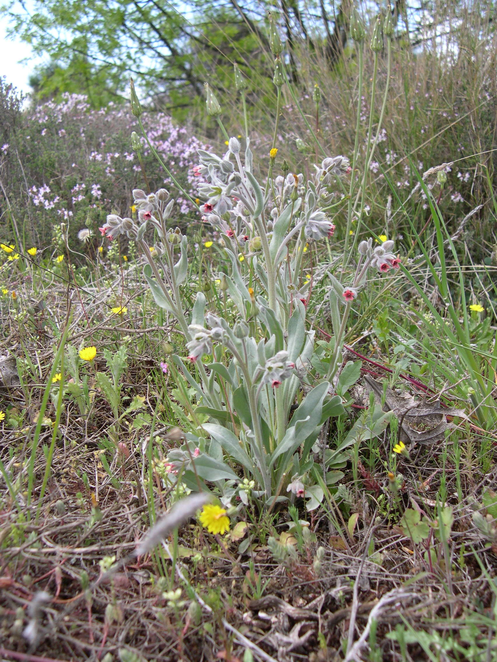 pardoglossum_cheirifolium3md